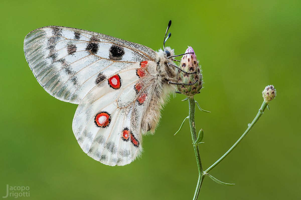 Parnassius Apollo - Regina delle Alpi