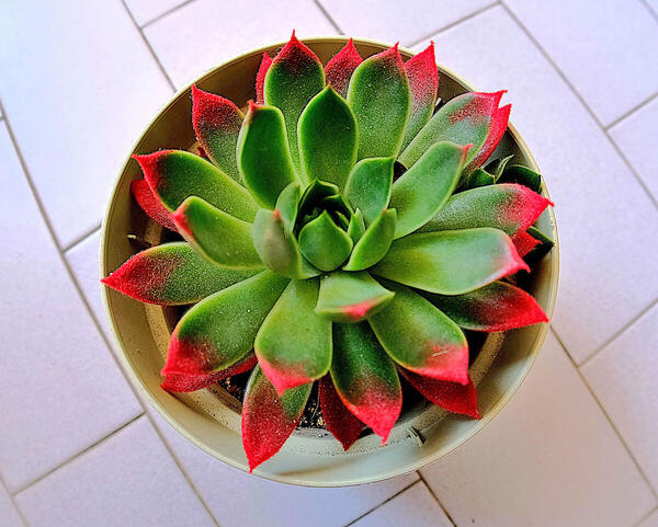 Foto