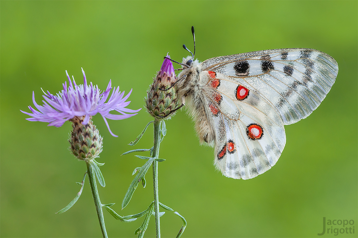 Parnassius Apollo