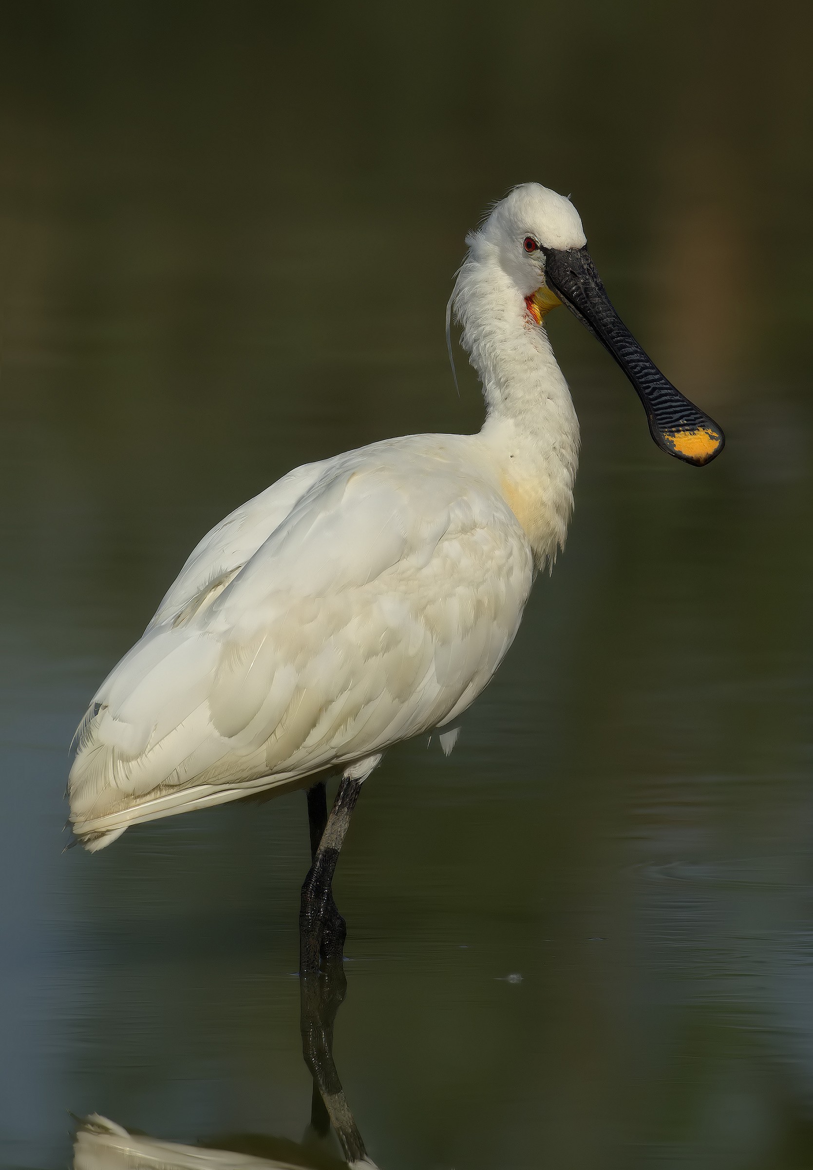 Spatula (500mm F4 IS + 2X iii)