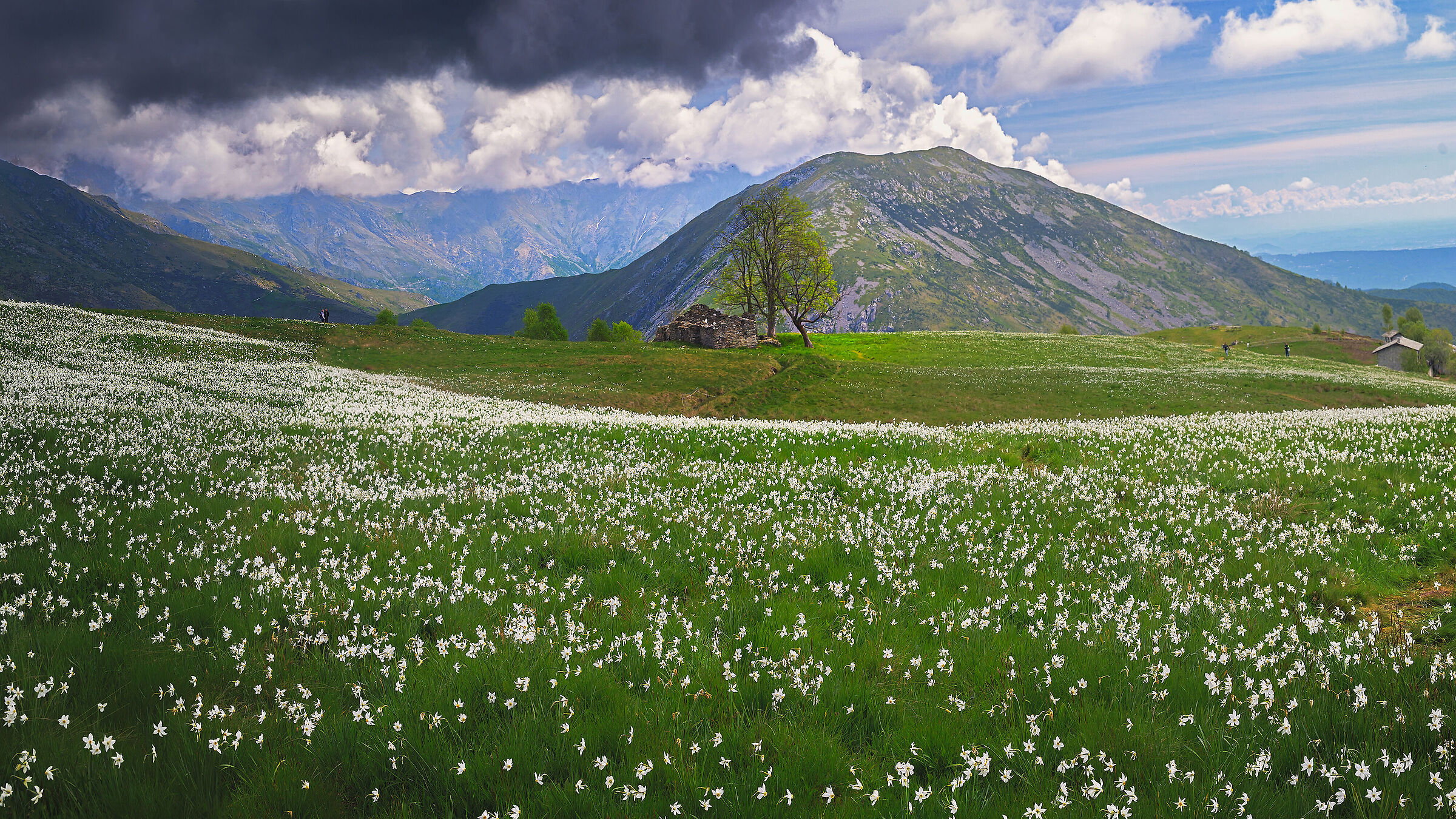 Passeggiando tra i narcisi