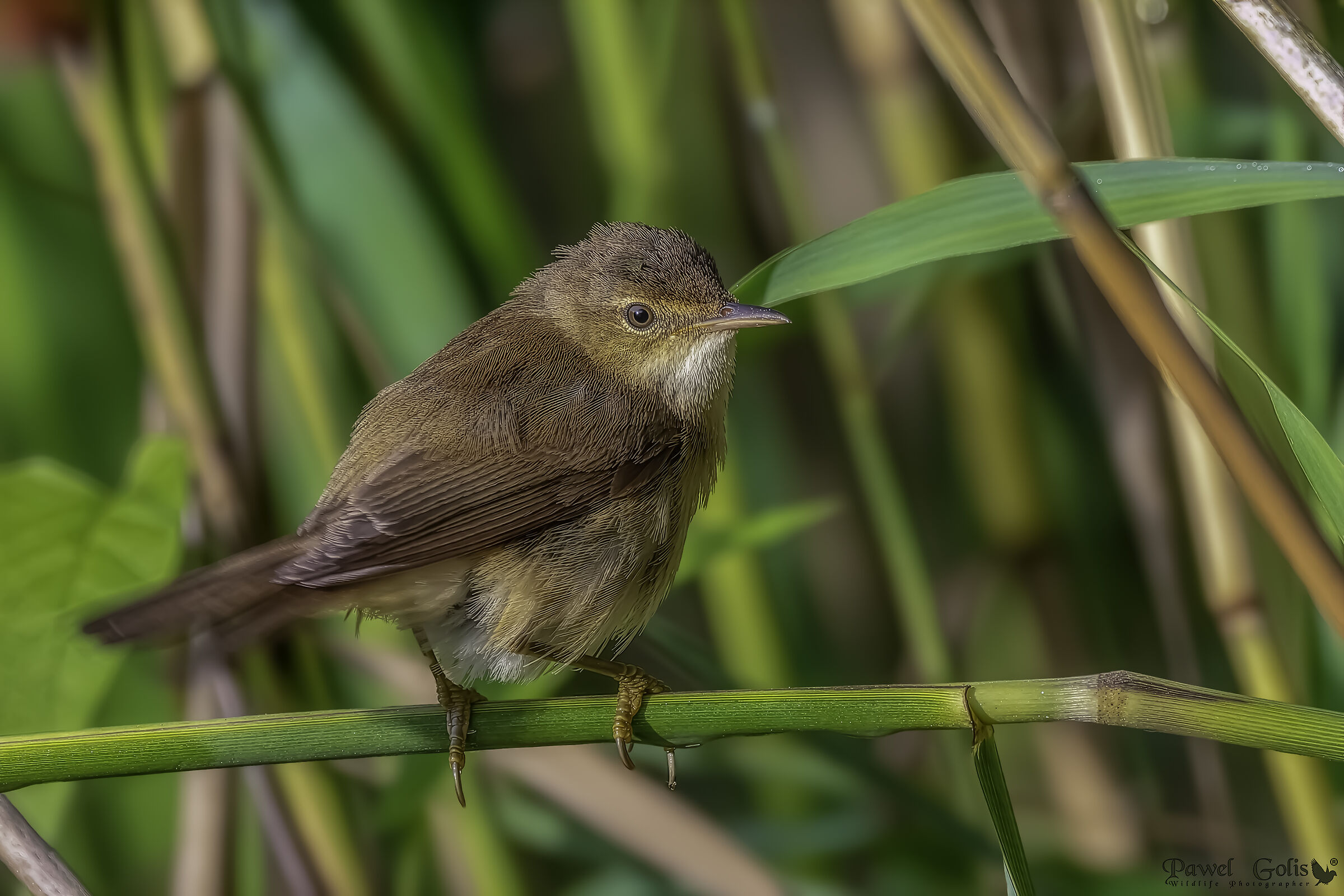 Eurasian reed-warbler (Acrocephalus scirpaceus)