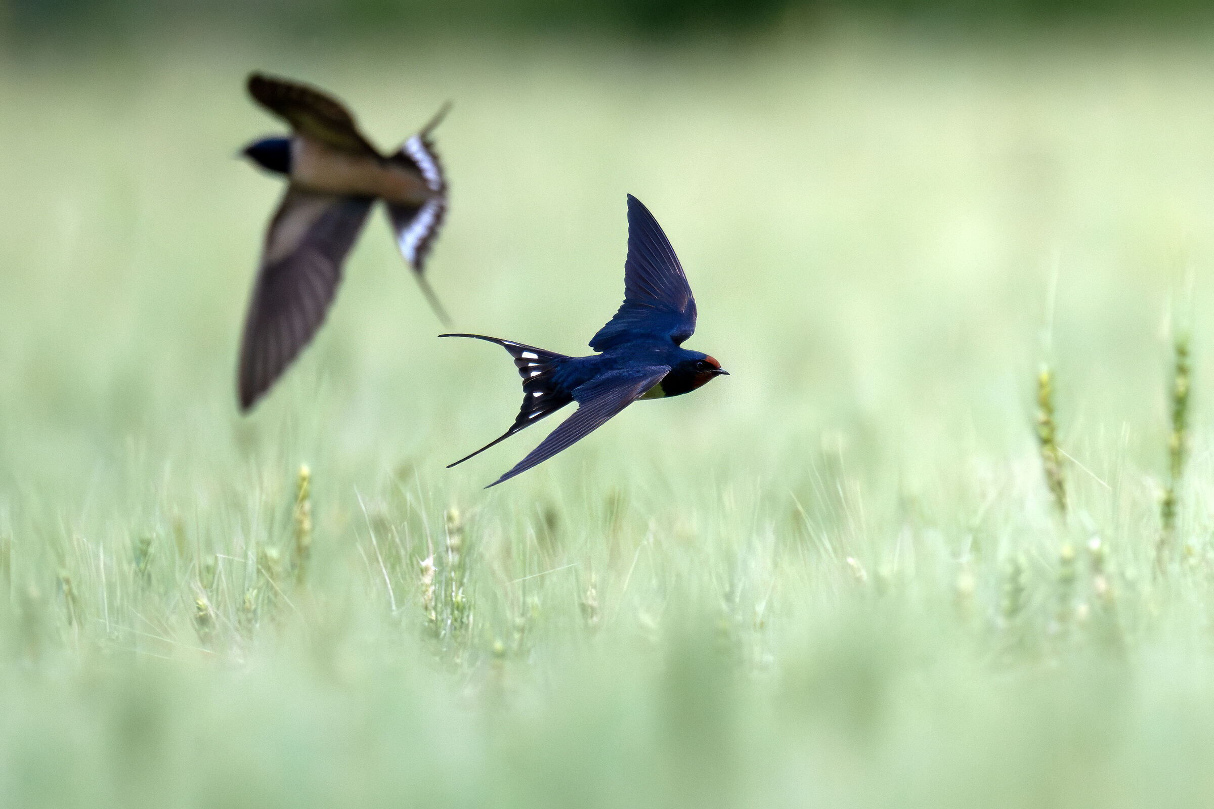 Encore of swallows