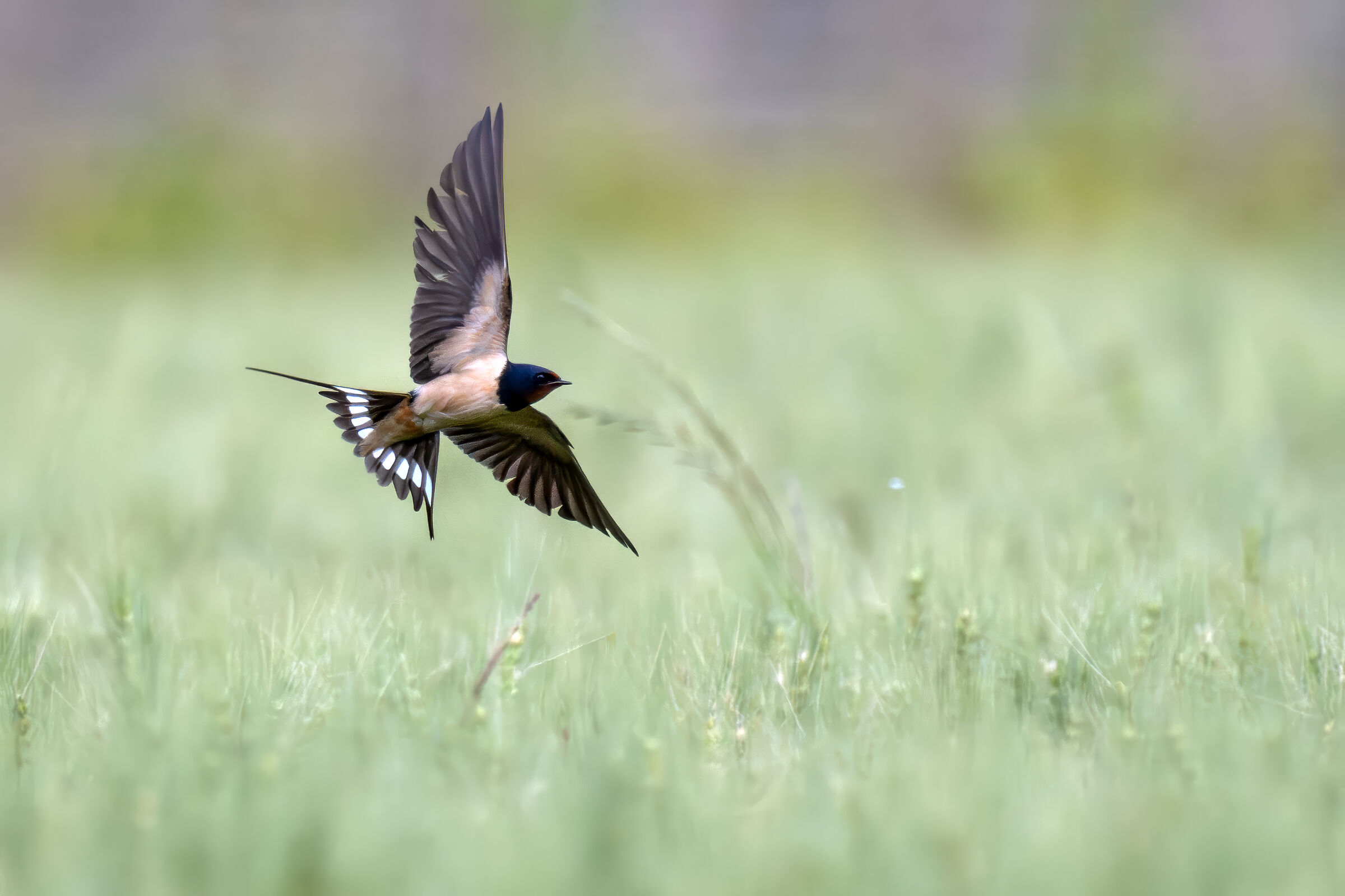 With spread wings on wheat