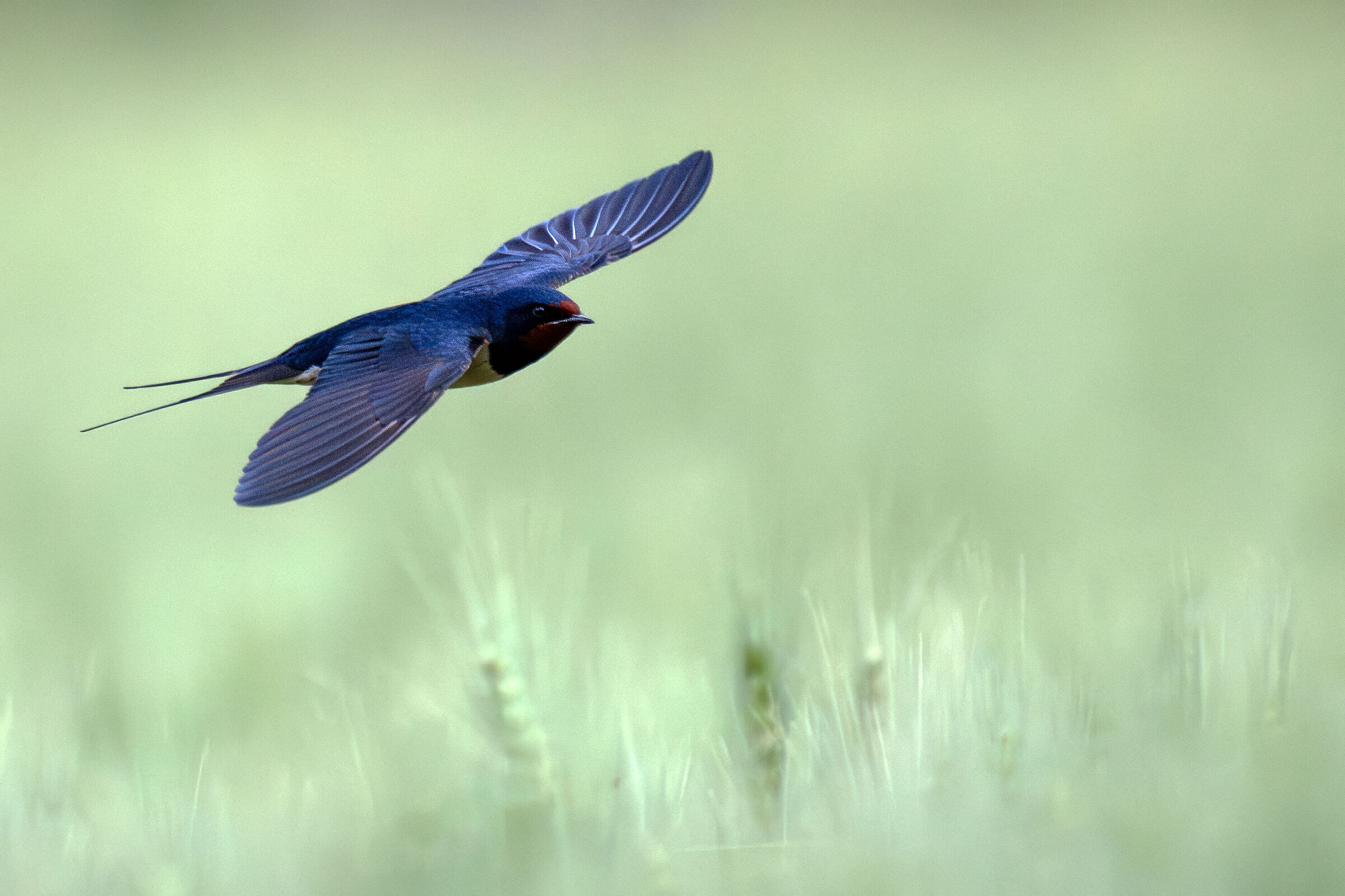 Swallow