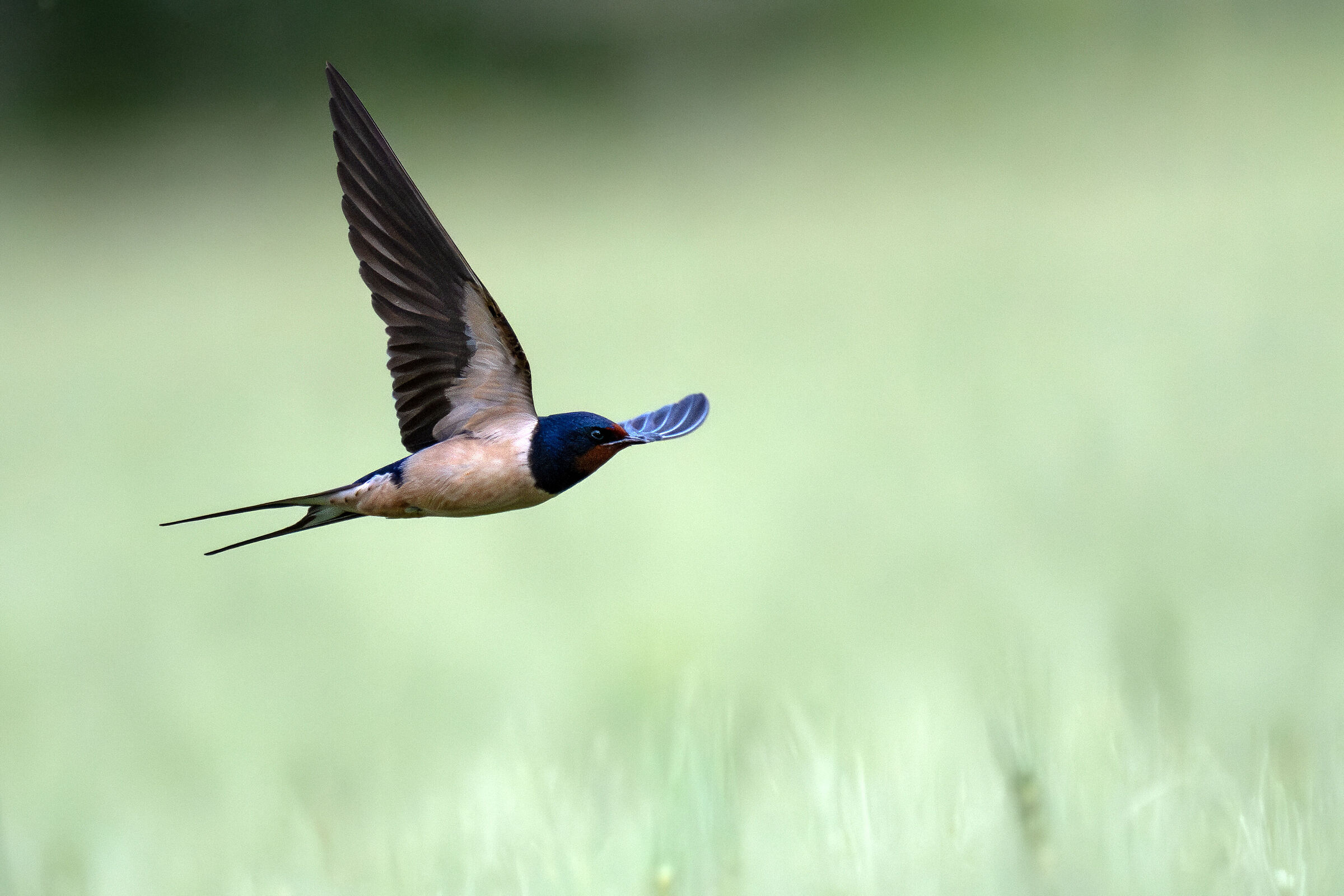 Swallow