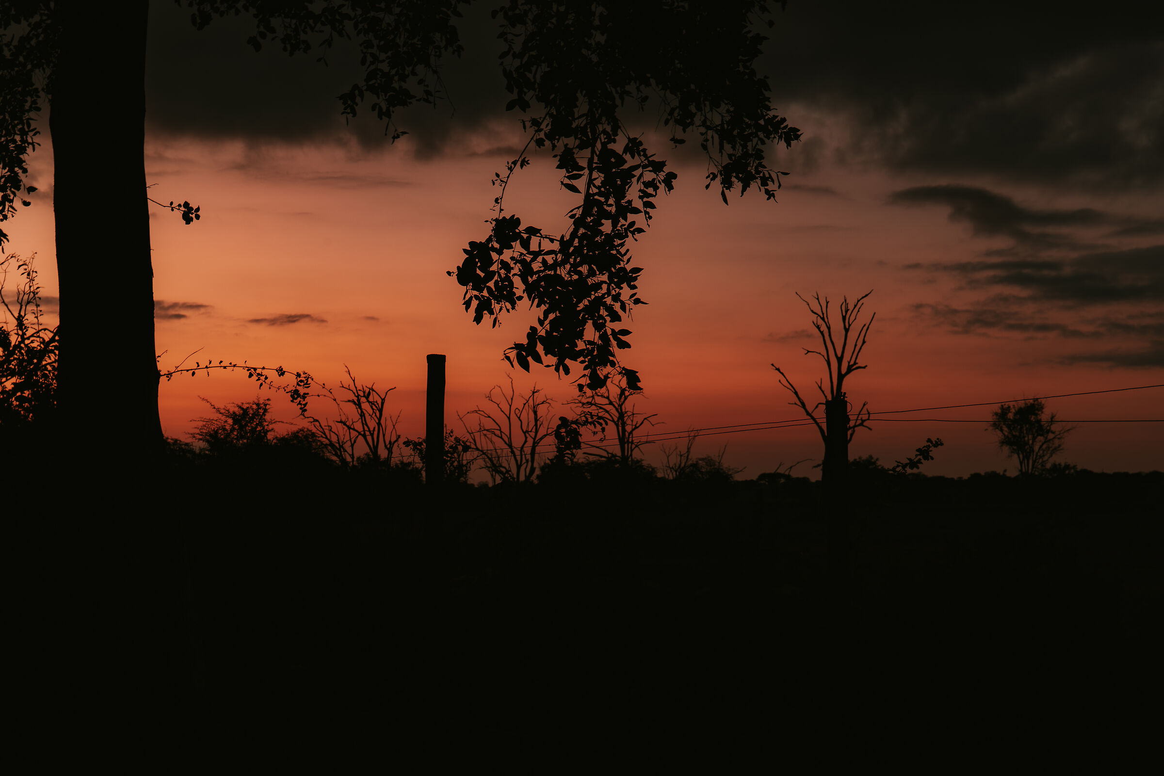 Savannah - 4 am. Sunrise