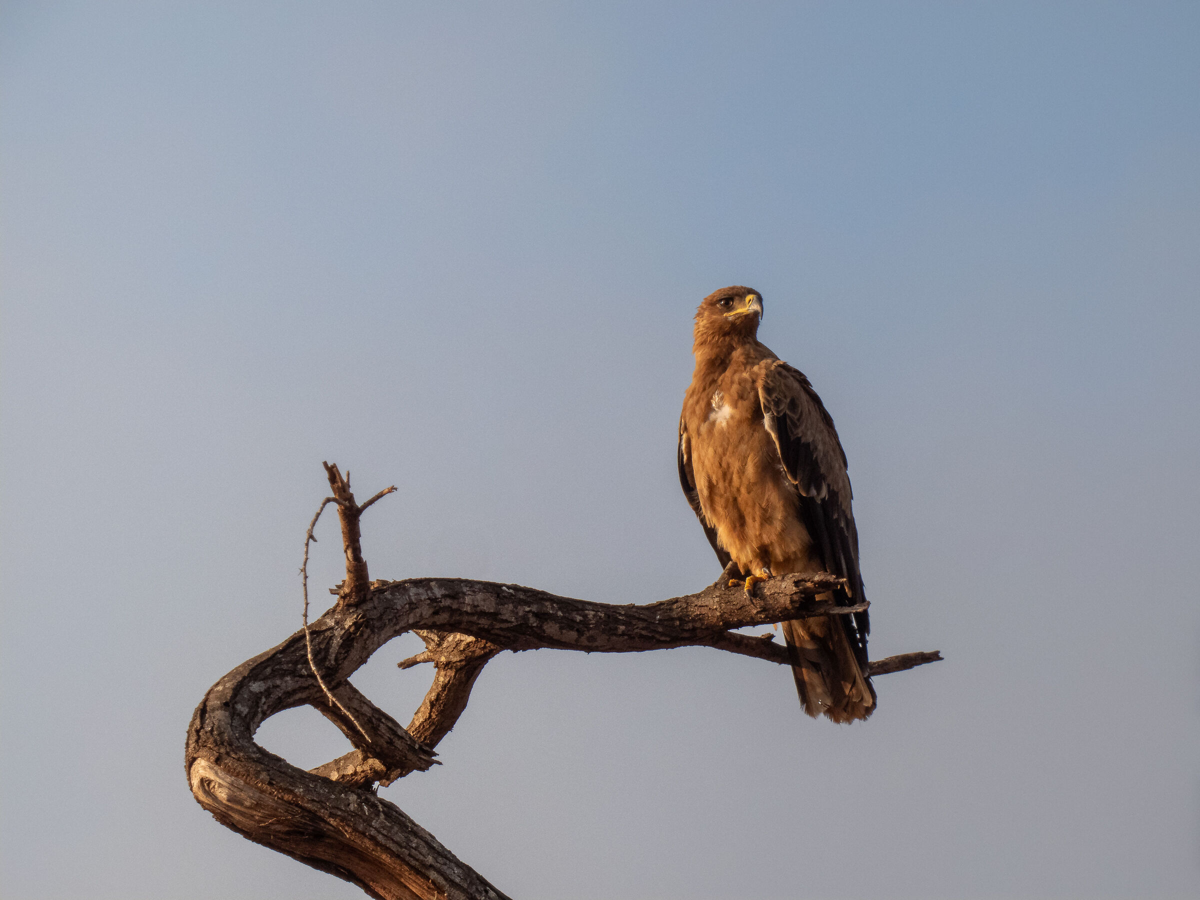 Juggling falcon