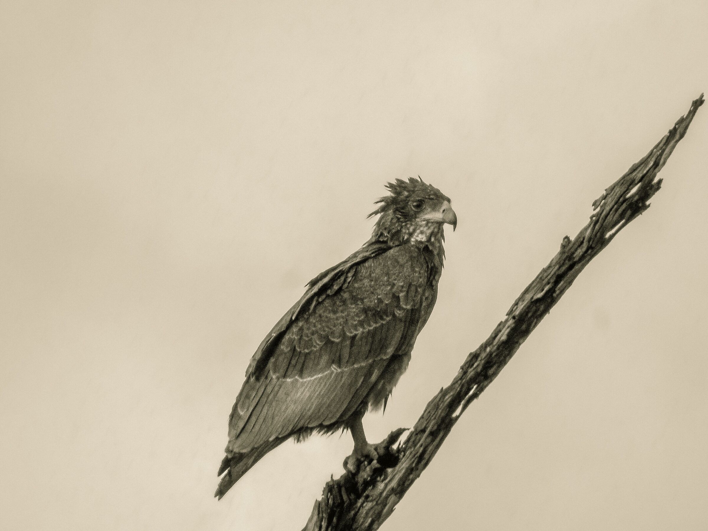 Falcon