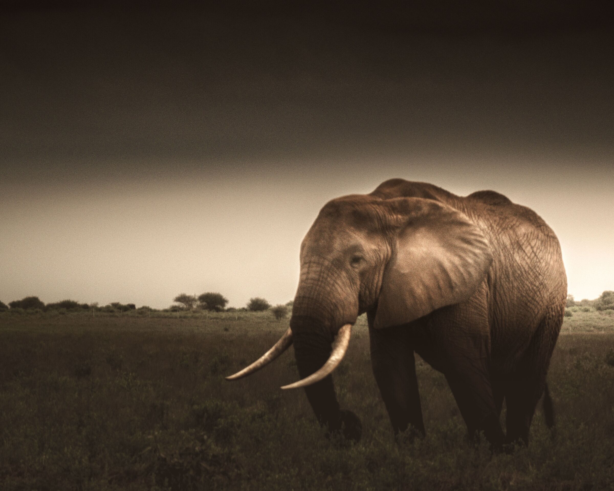 Elephant