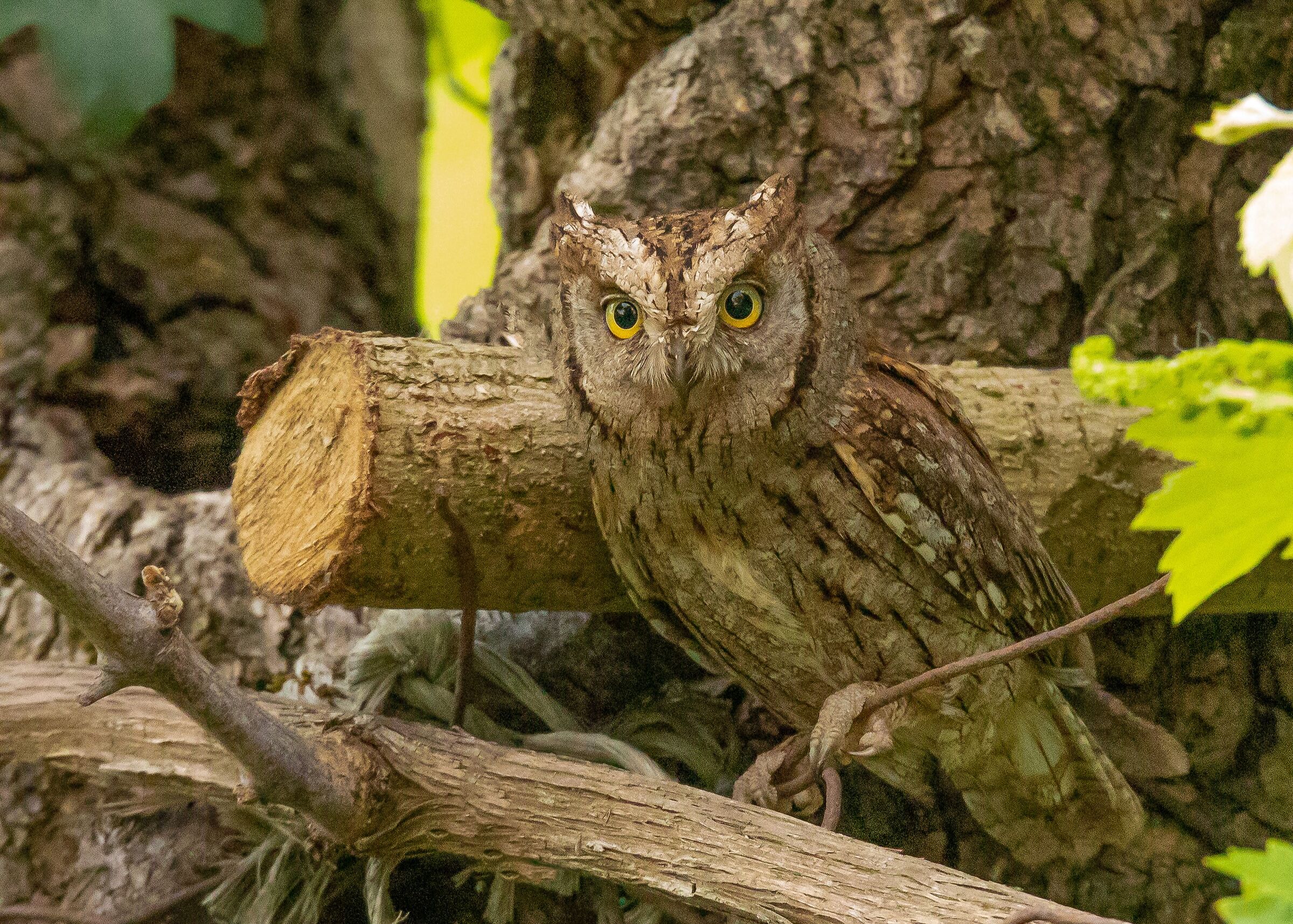 Scops Owl