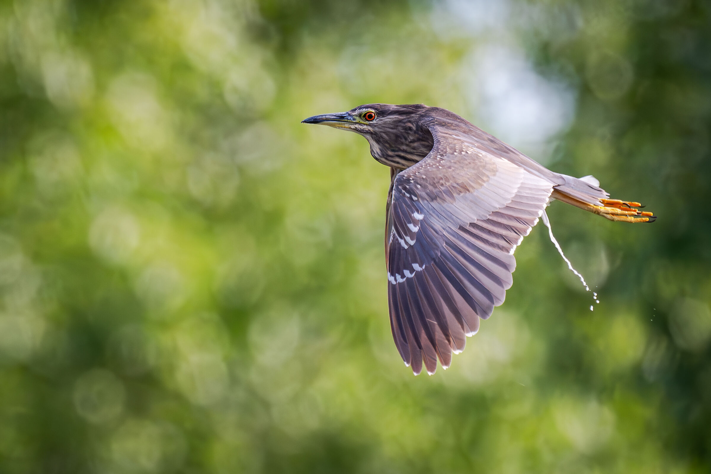 When he runs away.... The young night heron
