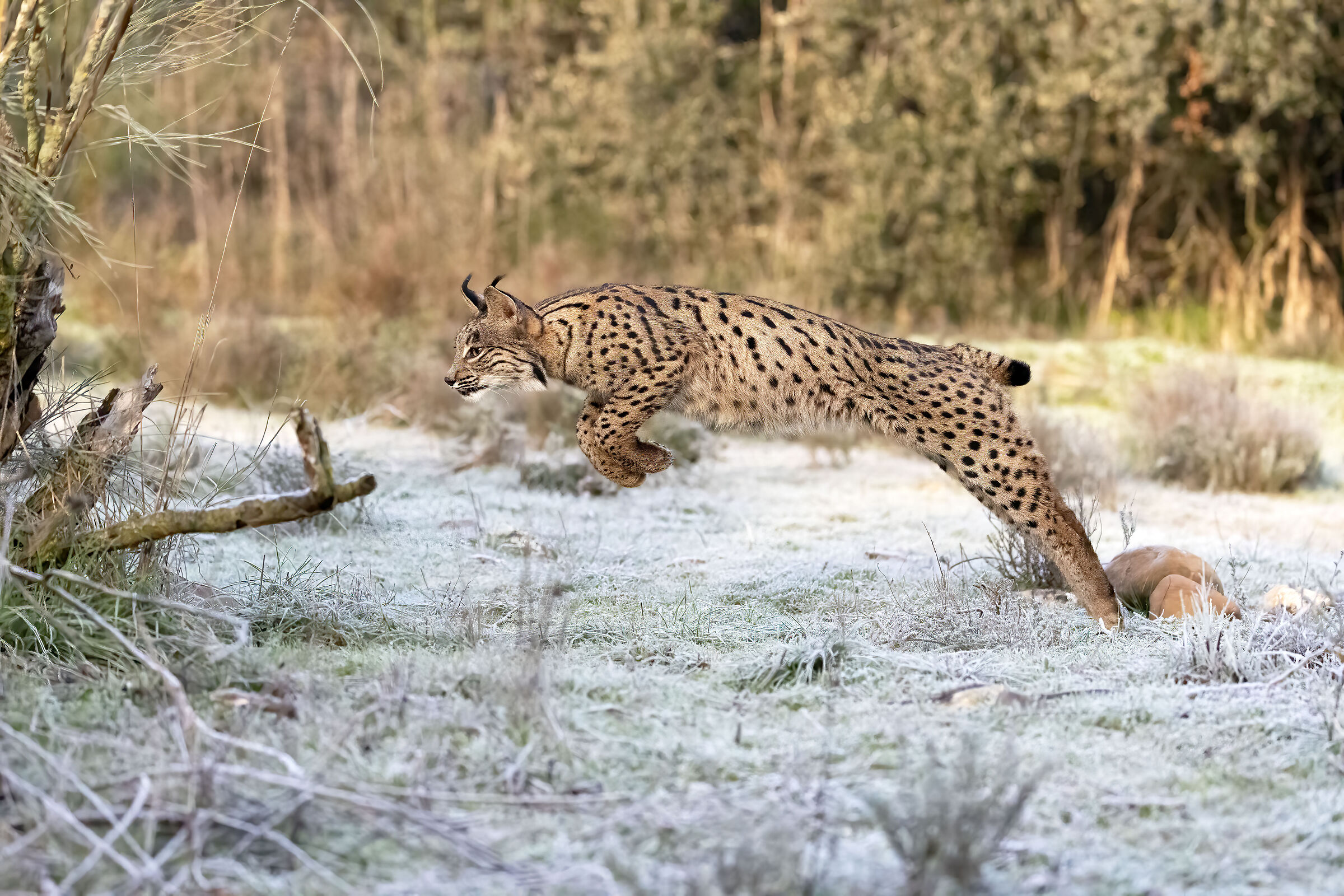 Giovane Lince Pardina