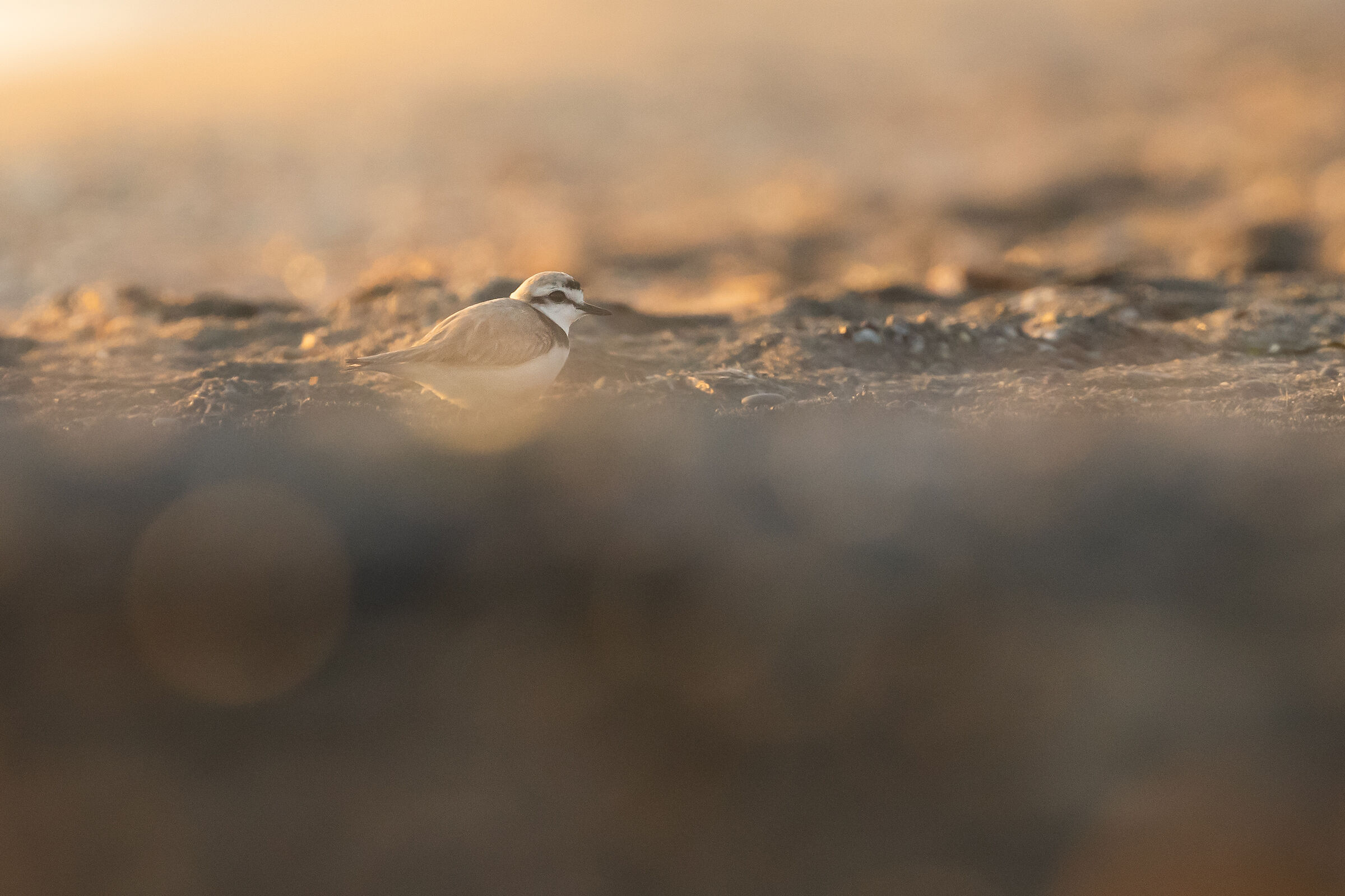 Fratino at the last light