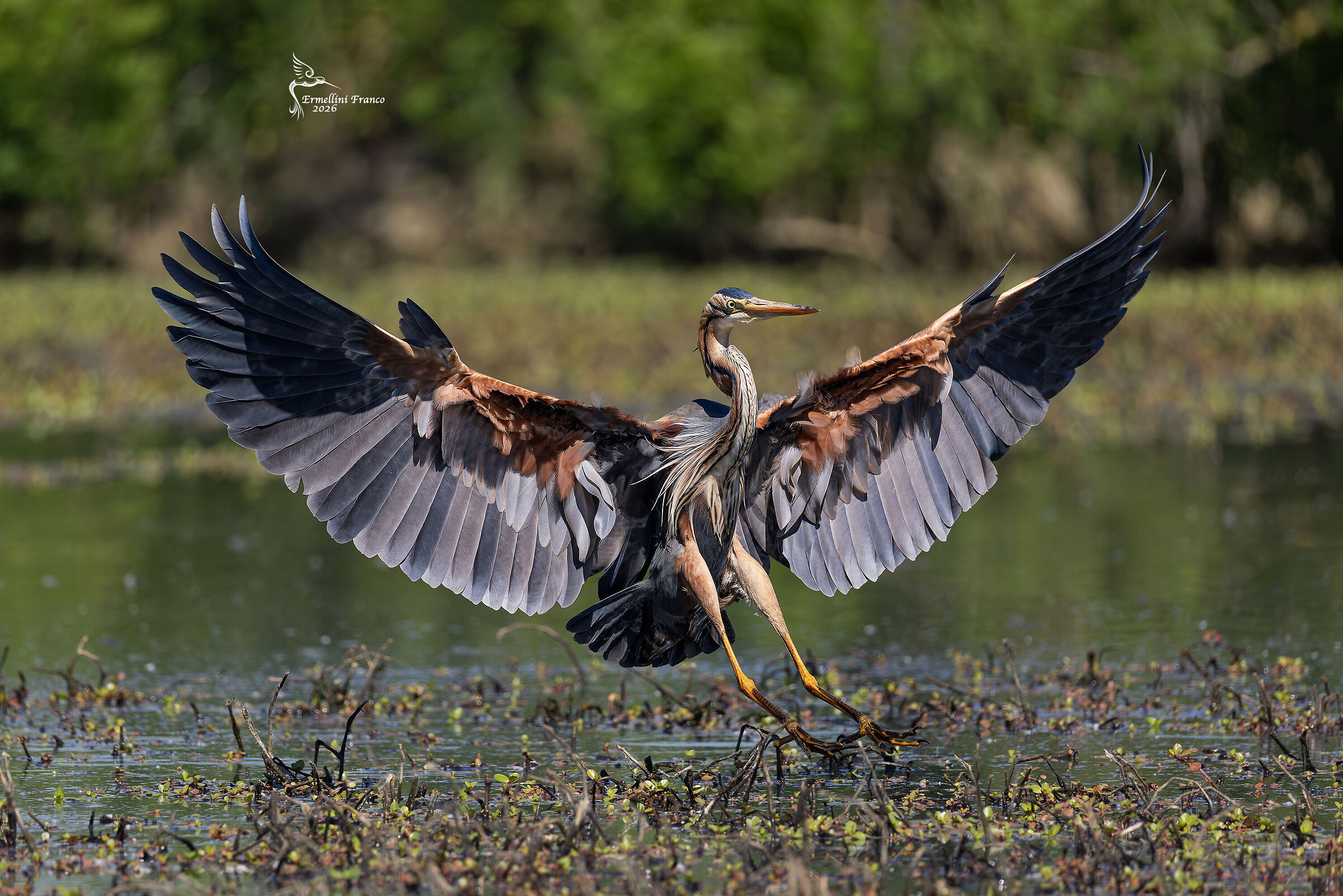 Purple Heron