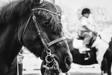Horses