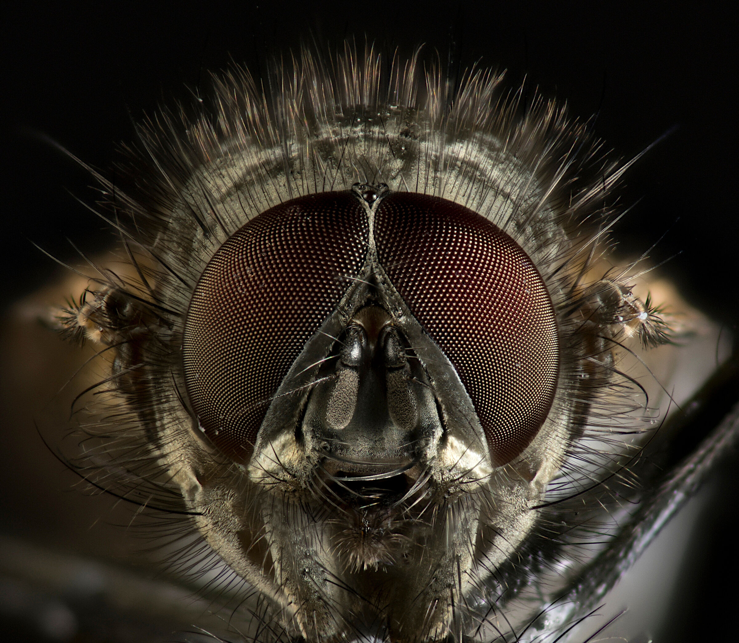 Mosca front