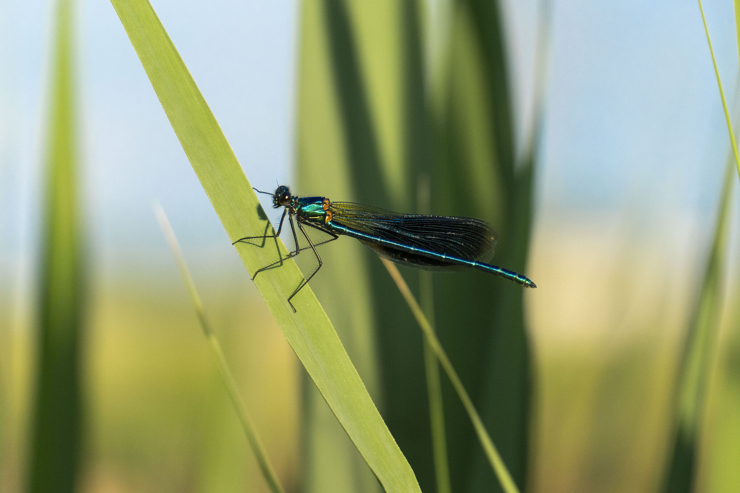 Dragonfly