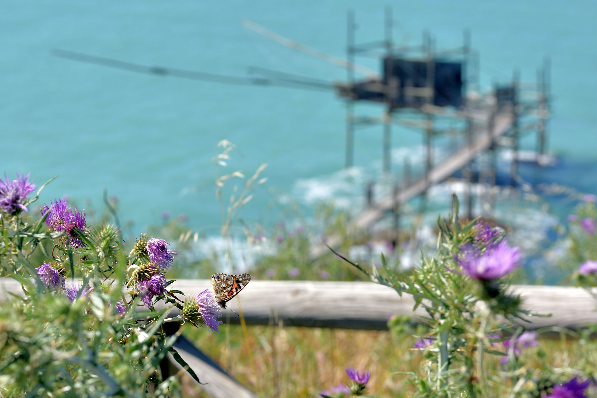 Butterfly in spring