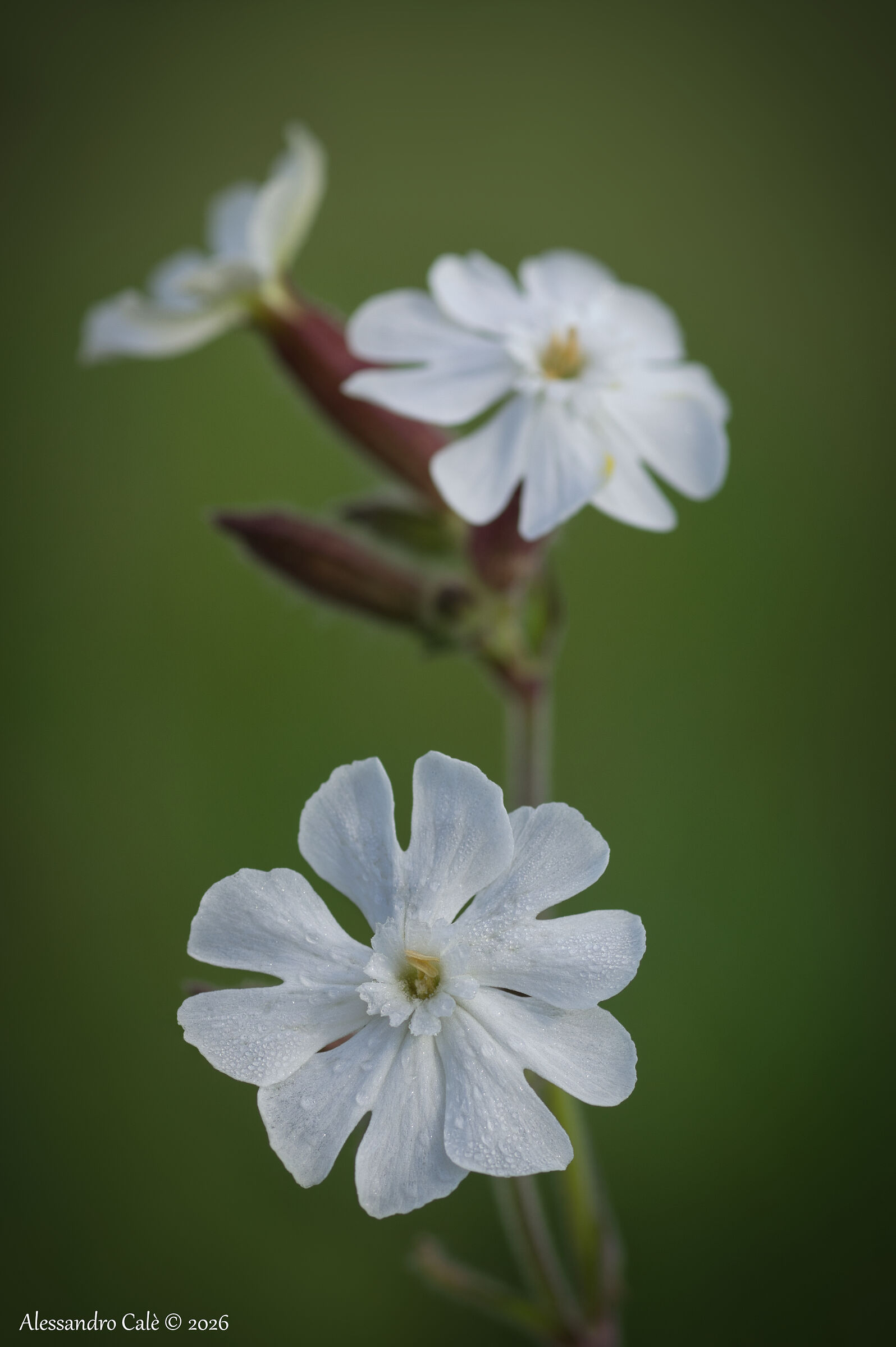 Silene alba (Silene bianca) 5900