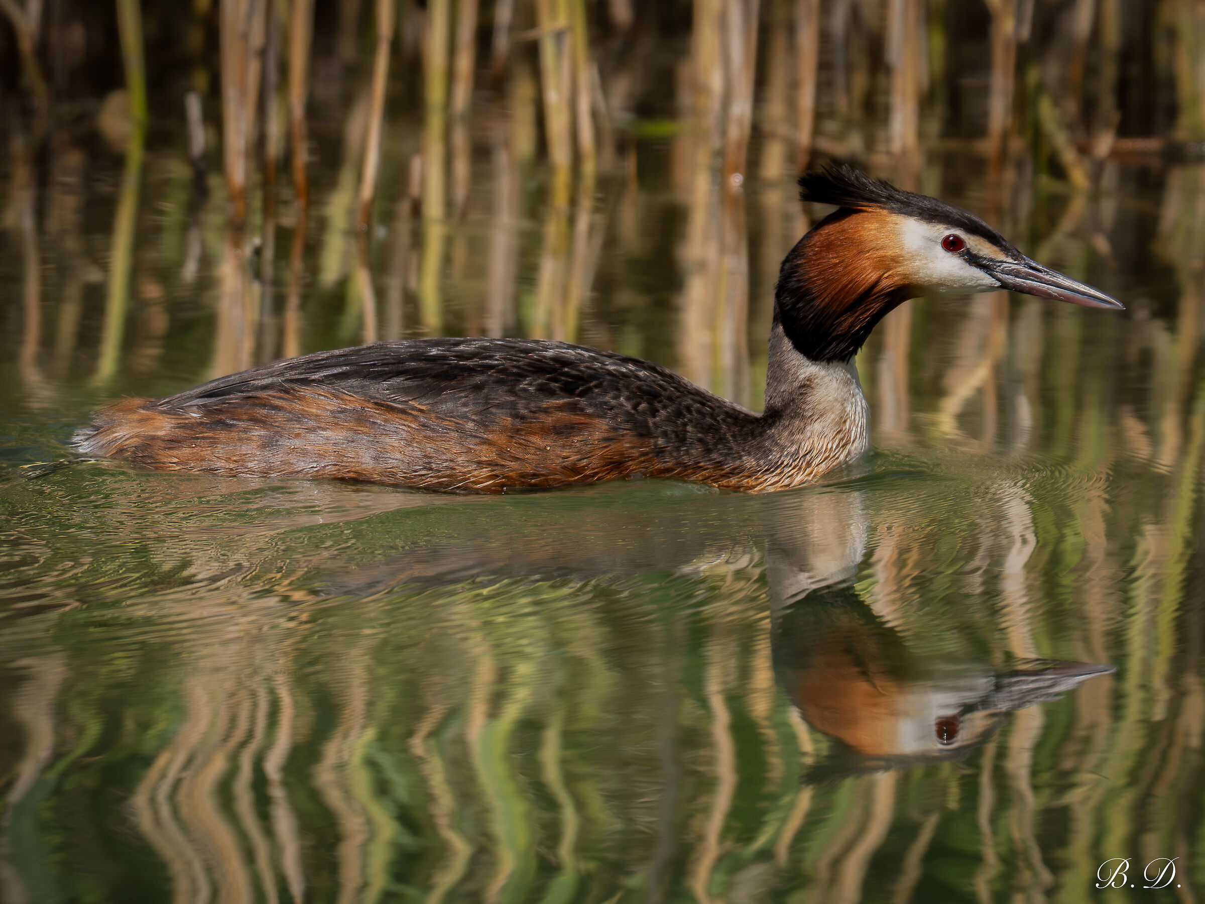 Grebe
