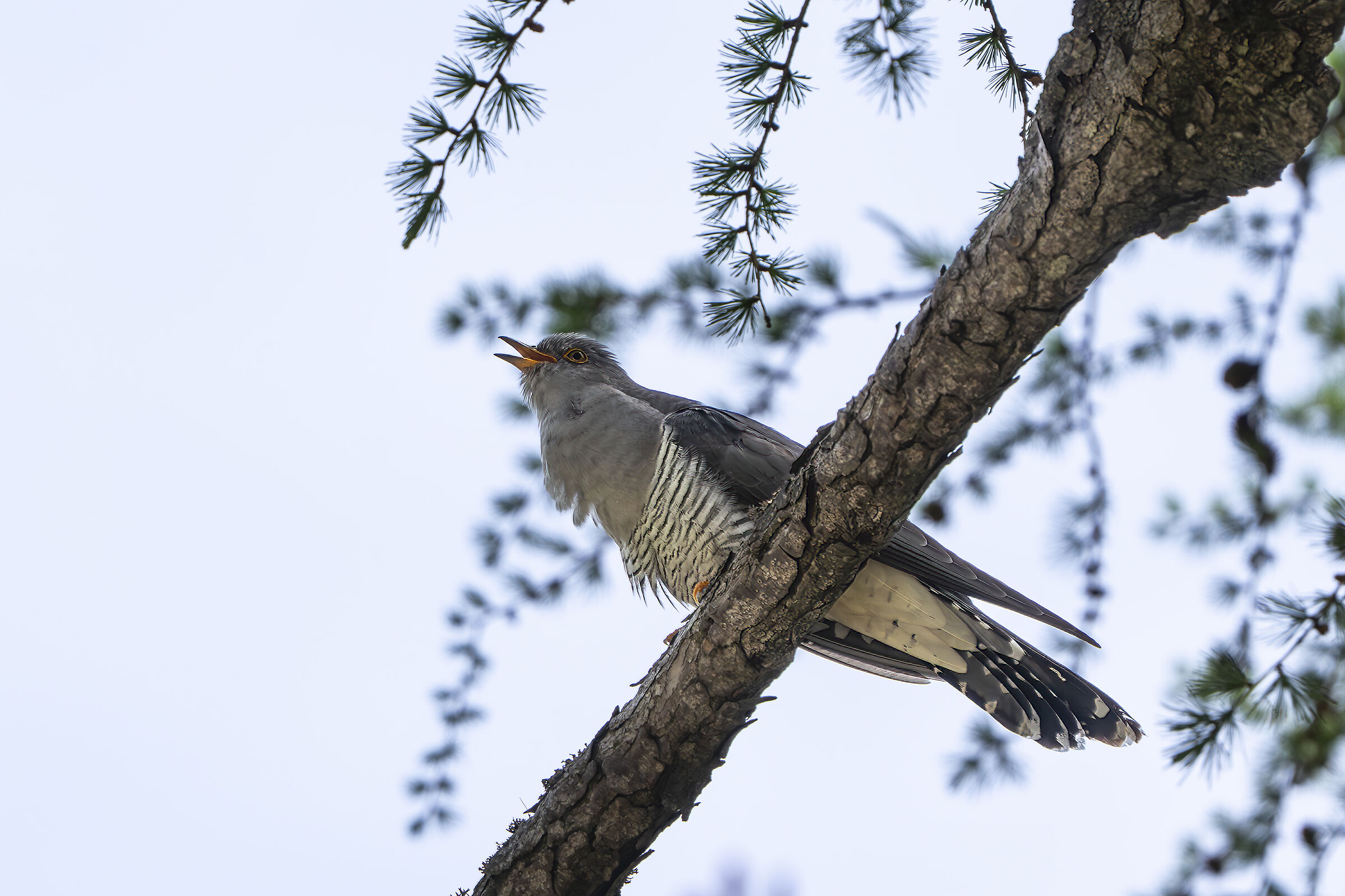 Cuckoo