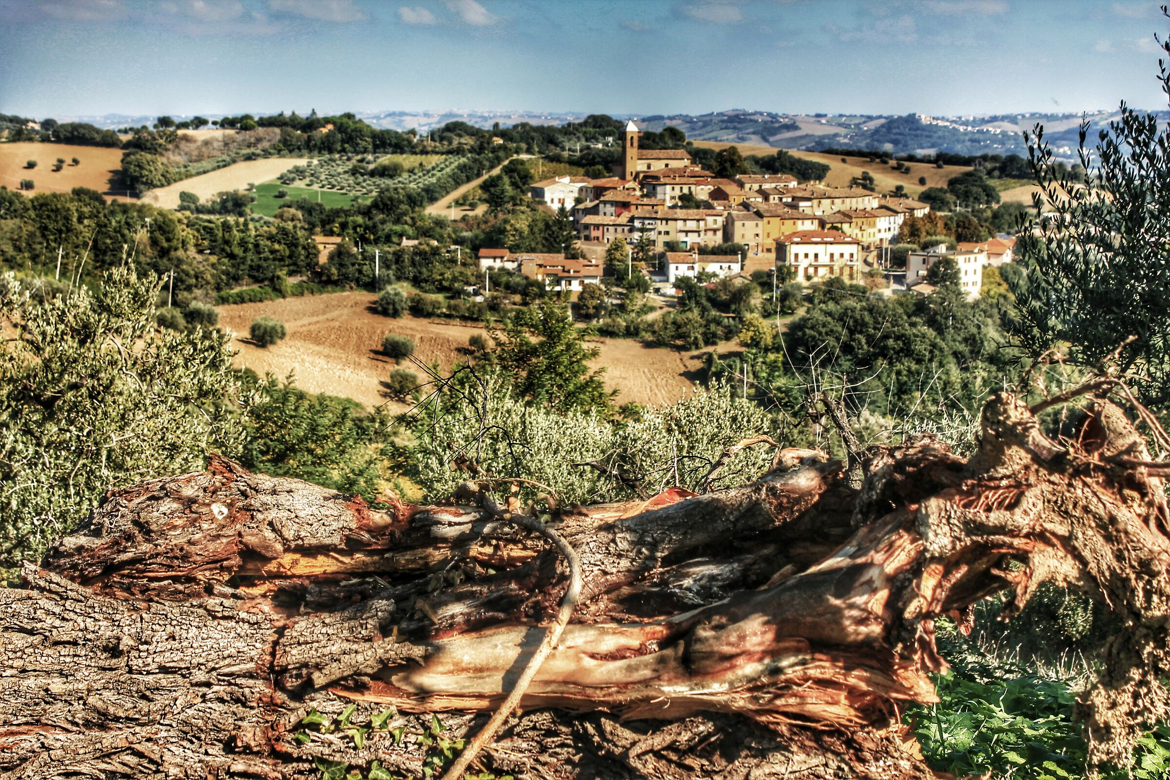 Marche