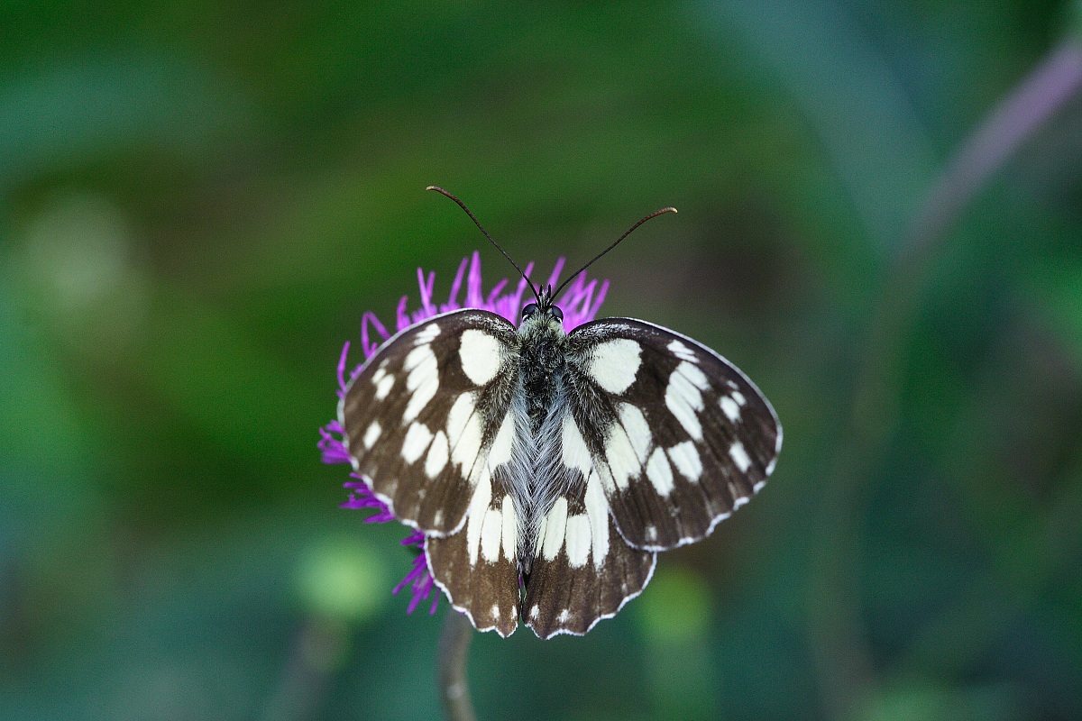 Melanargia galathea