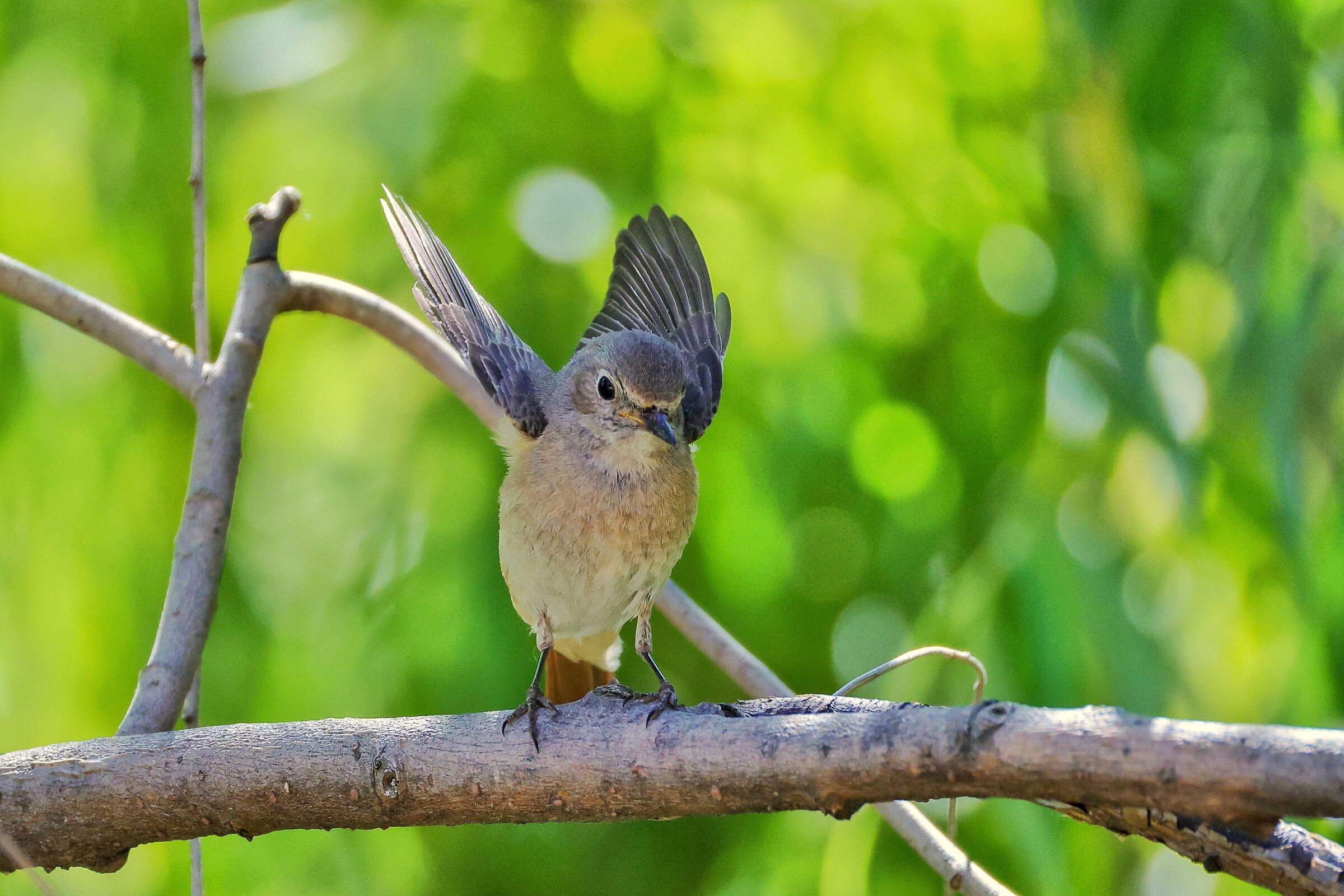 Phoenicurus phoenicurus