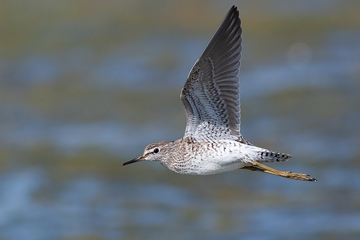 Wood Sandpiper