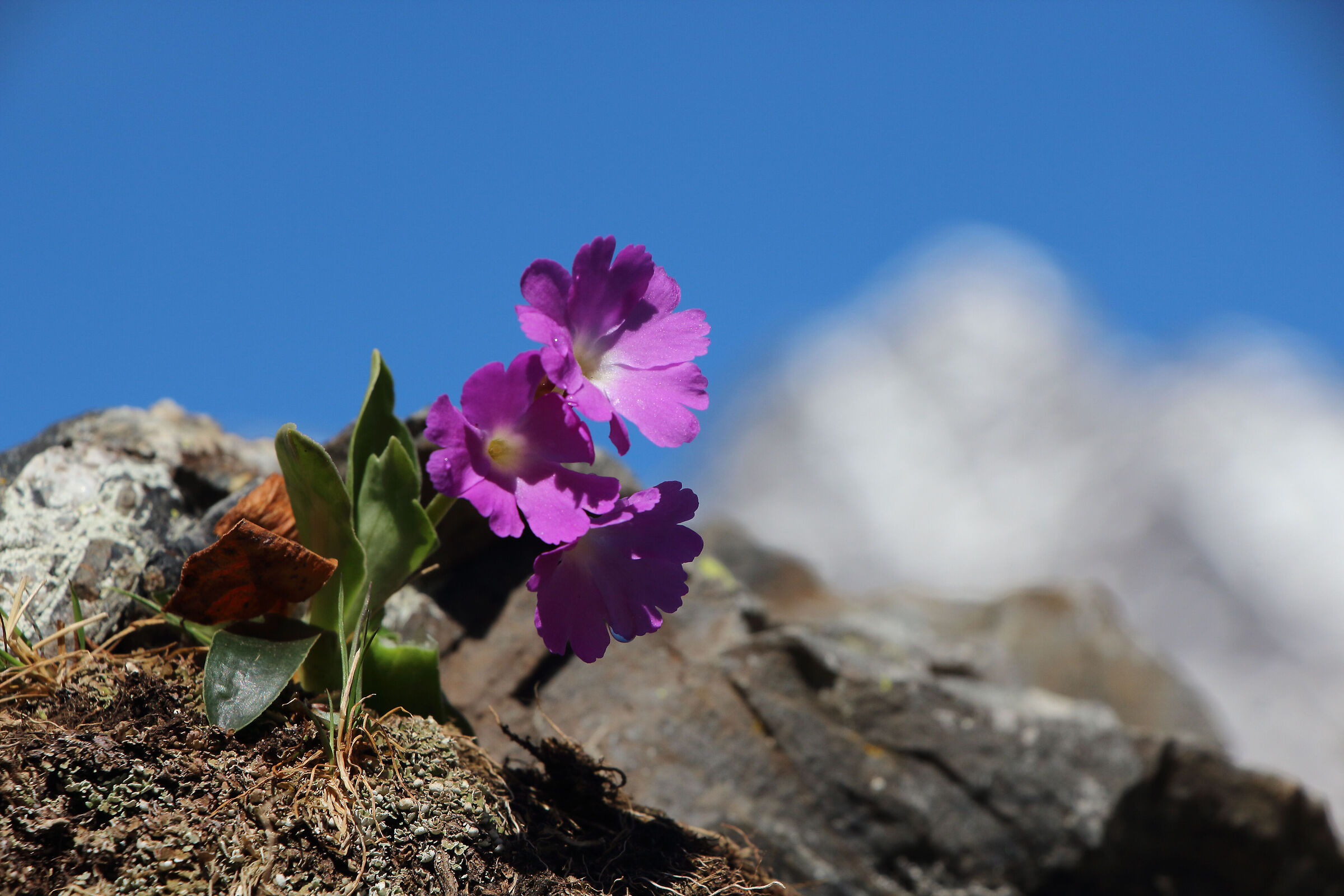 primula lombarda (alta val Seriana)
