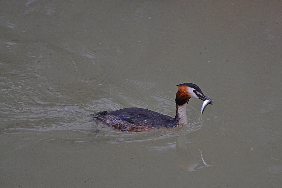 grebe with dinner