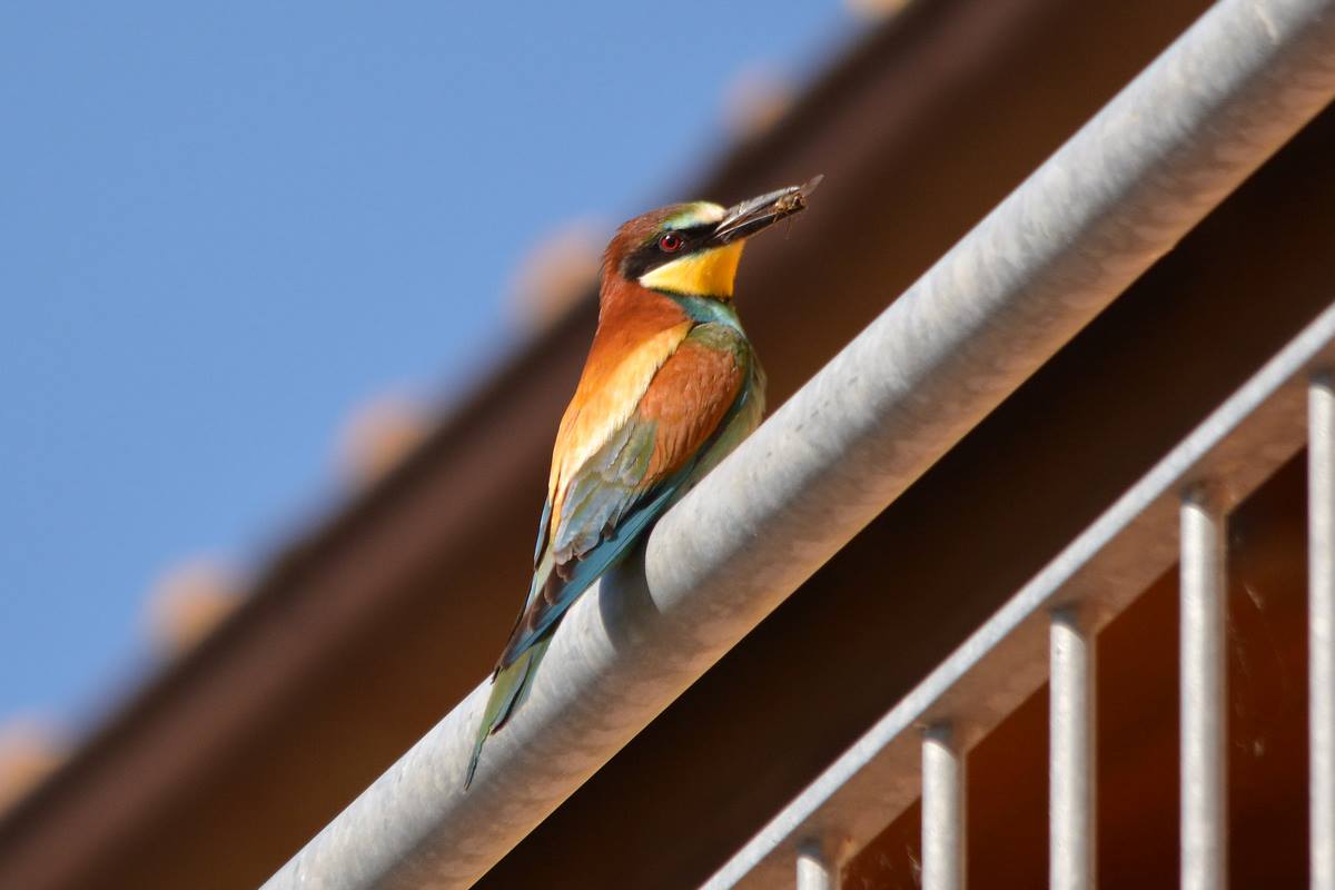 bee-eater with prey
