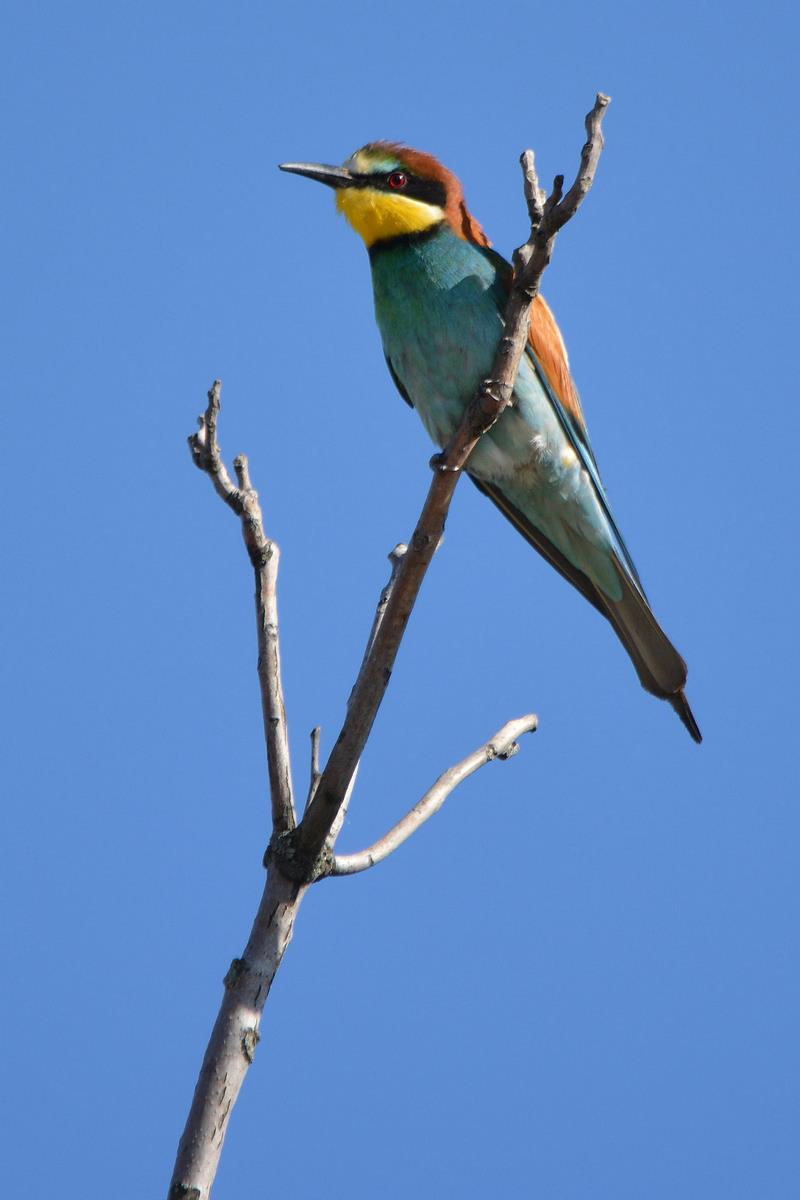 bee-eater