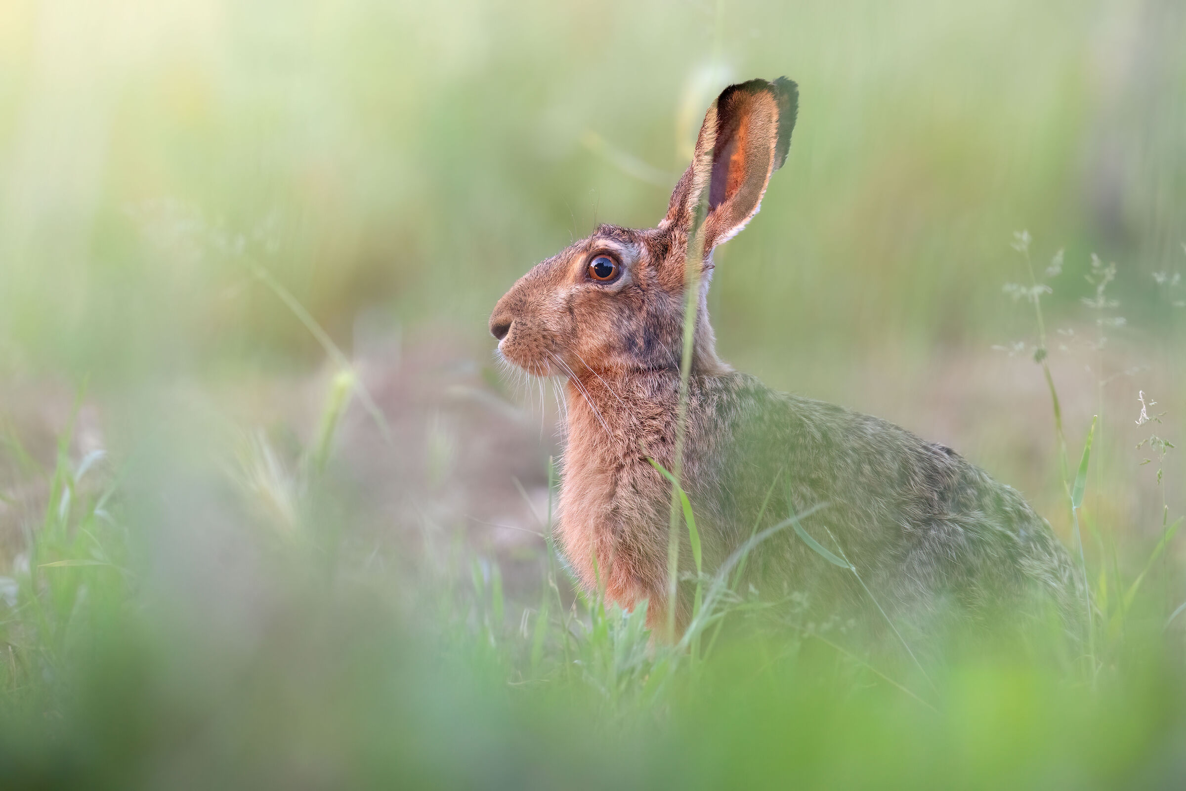 Lepre comune | Lepus europaeus (Maggio 26-Toscana)