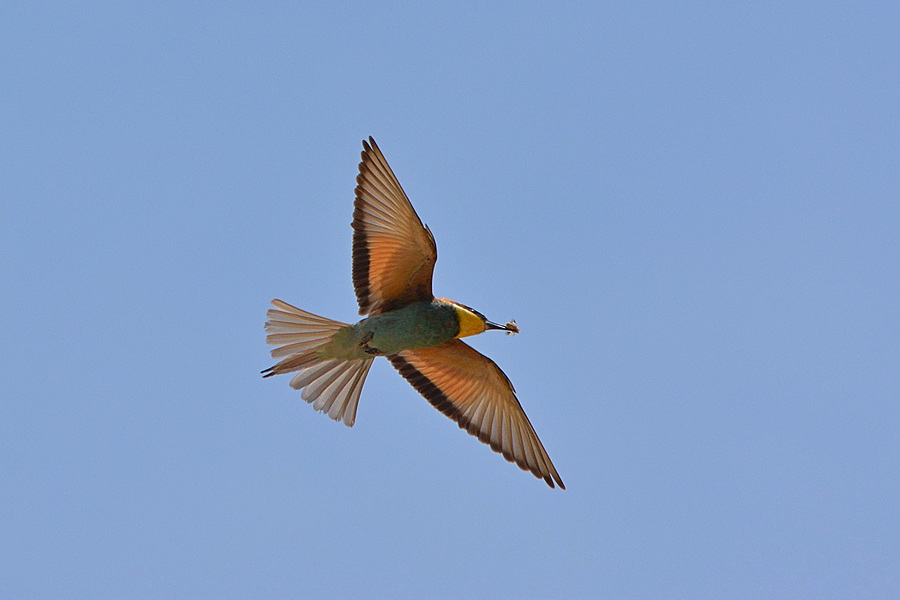 bee-eater with prey