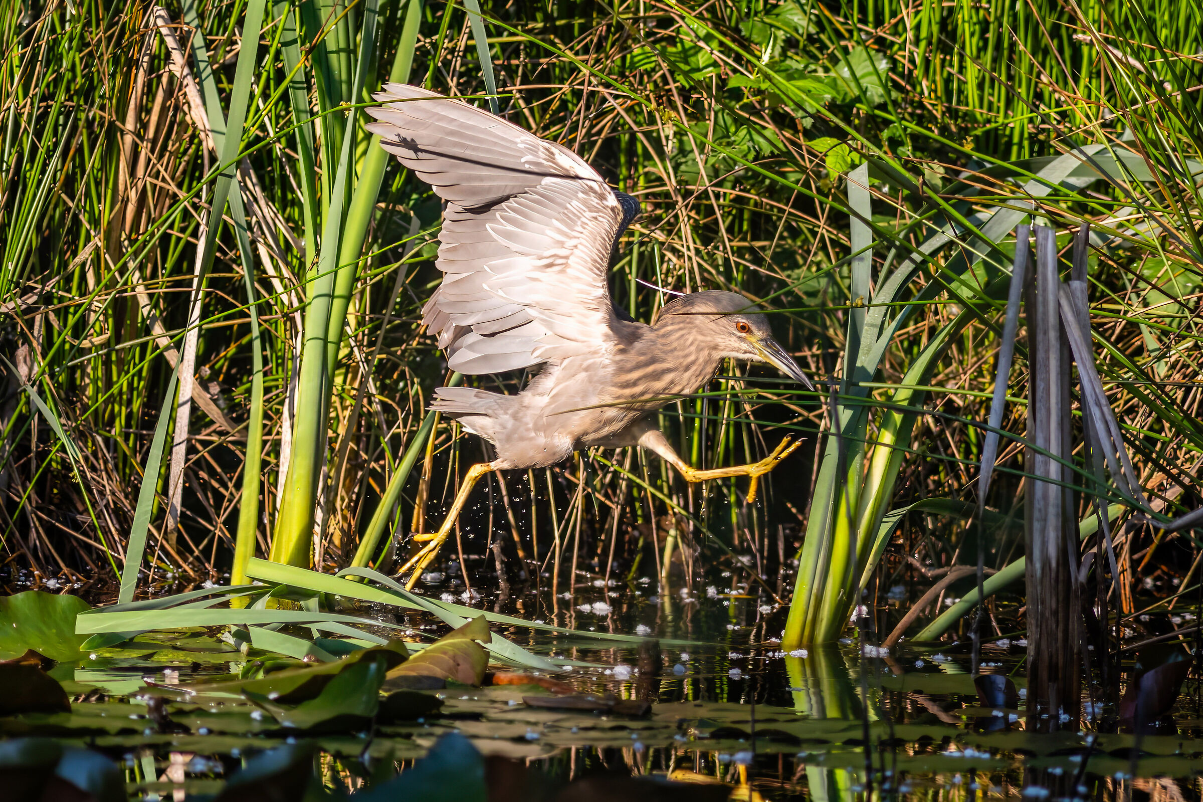 jump nitticora (Nycticorax nycticorax)