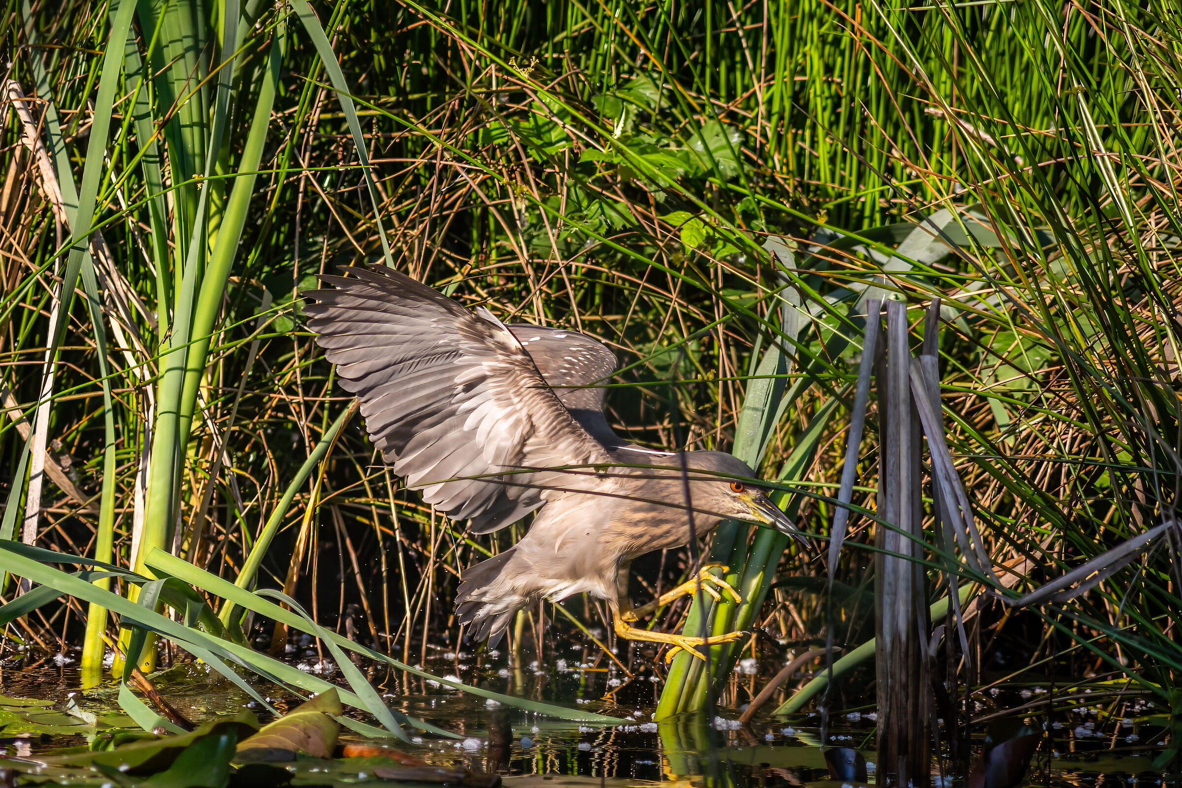 nitticora (Nycticorax nycticorax)2