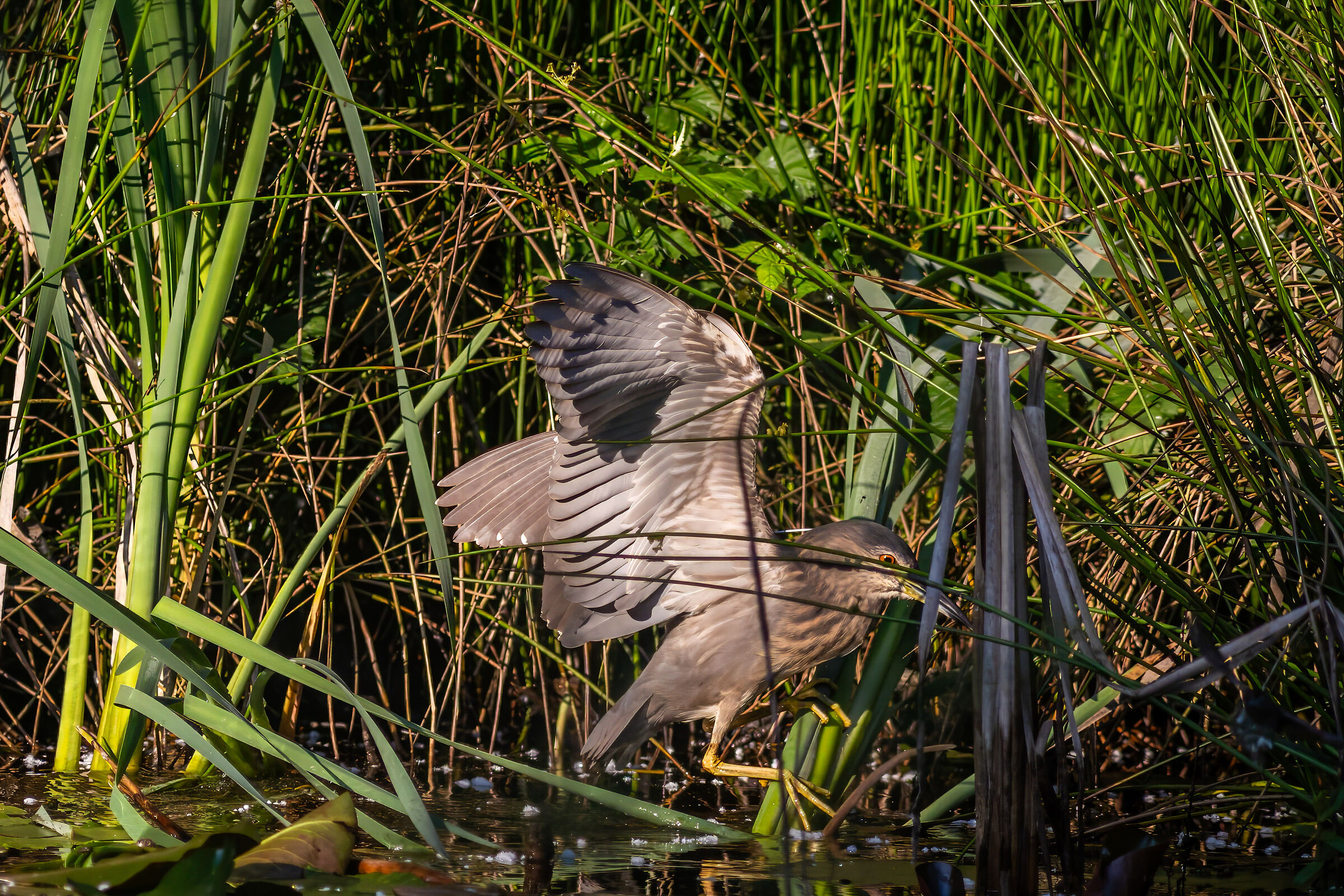 nitticora (Nycticorax nycticorax)3