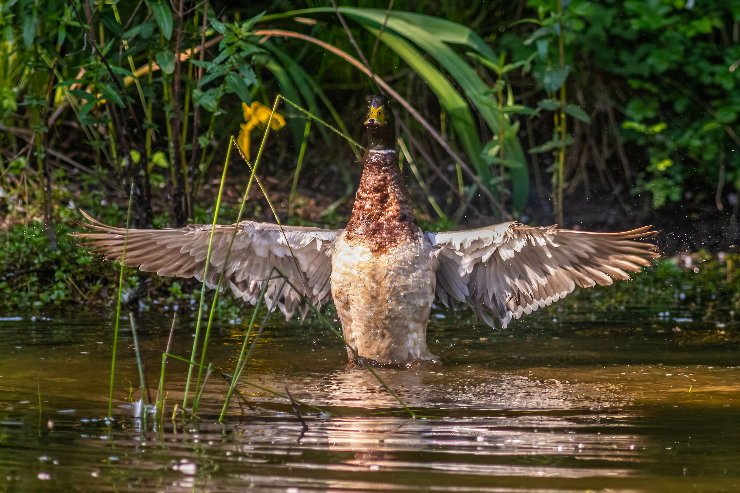 jesus Male Mallard Duck