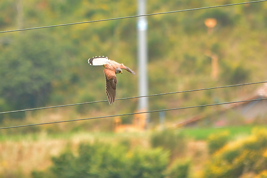 kestrel who jumps on its prey