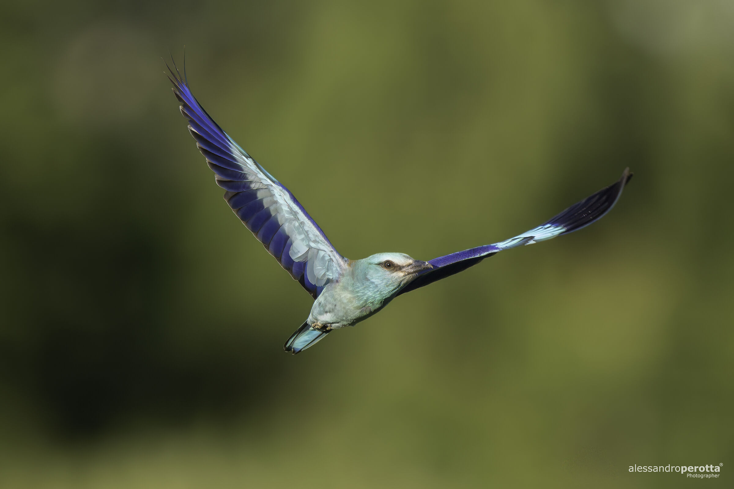 Coracias garrulus