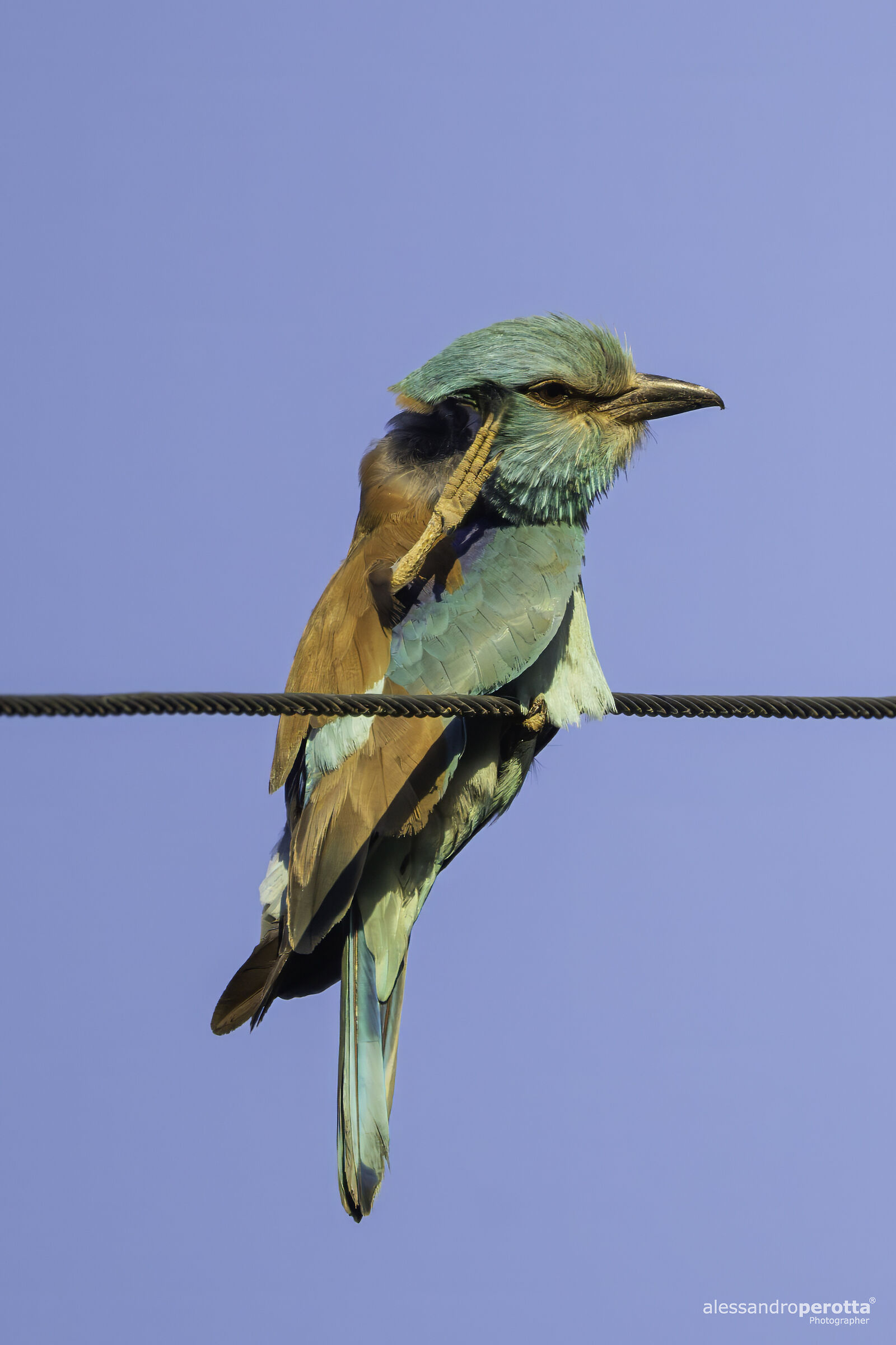 Coracias garrulus