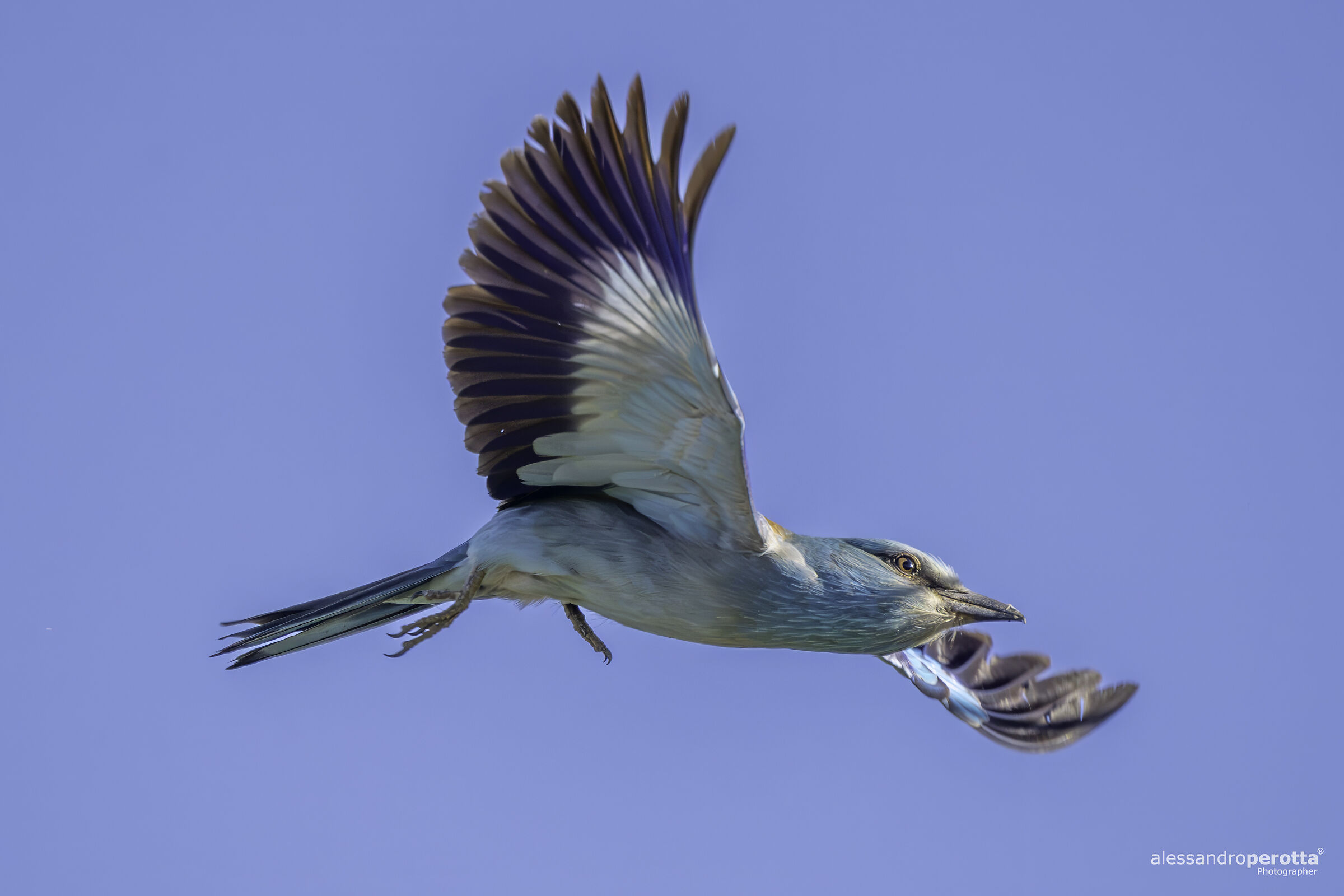 Coracias garrulus