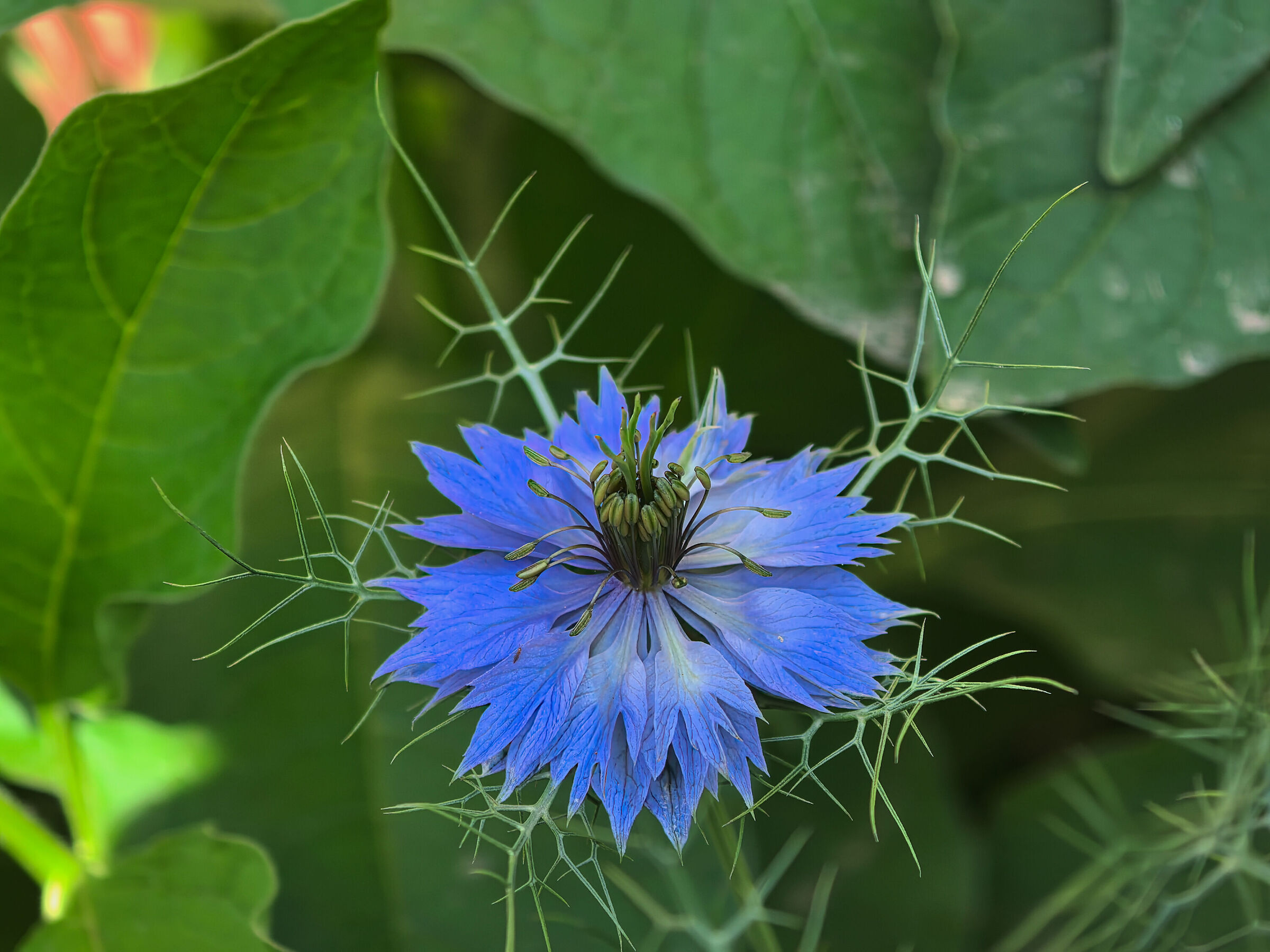 Nigella damascena Viridarium