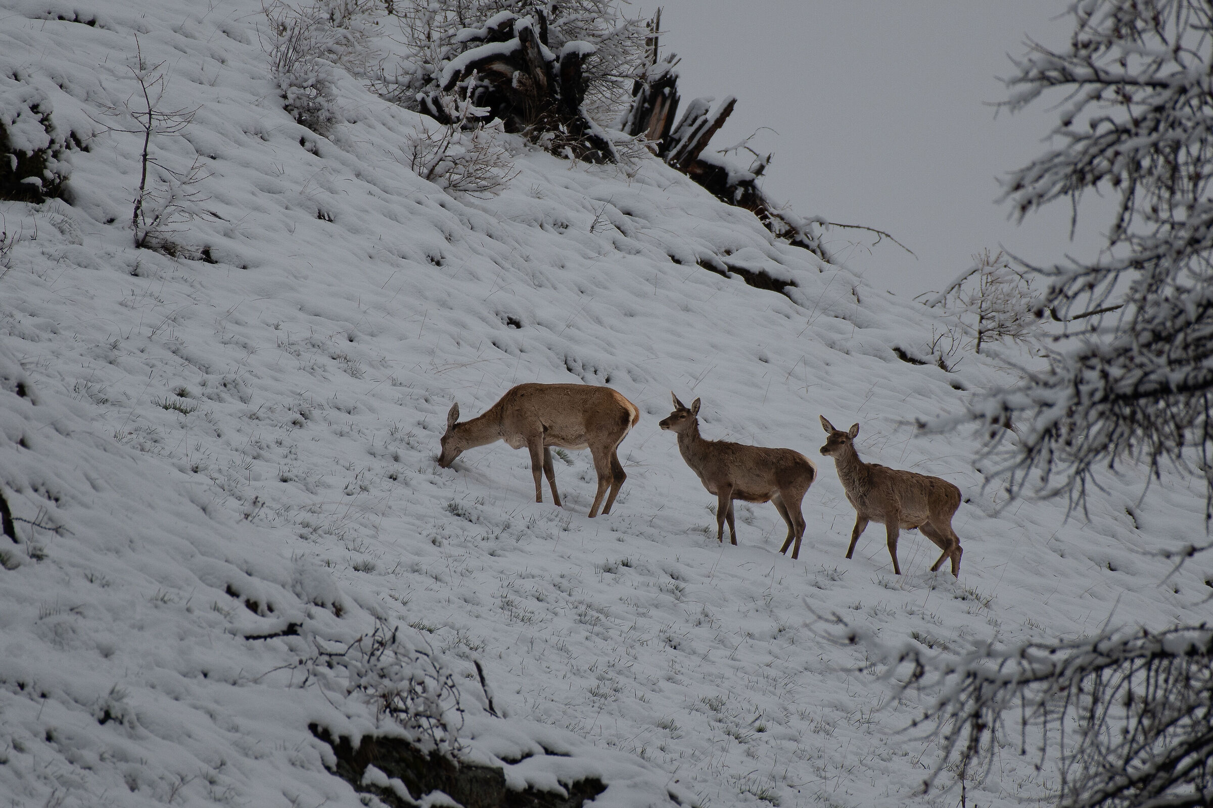 tris di cerve
