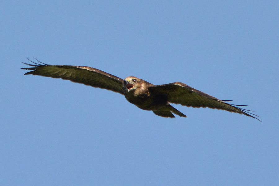 buzzard