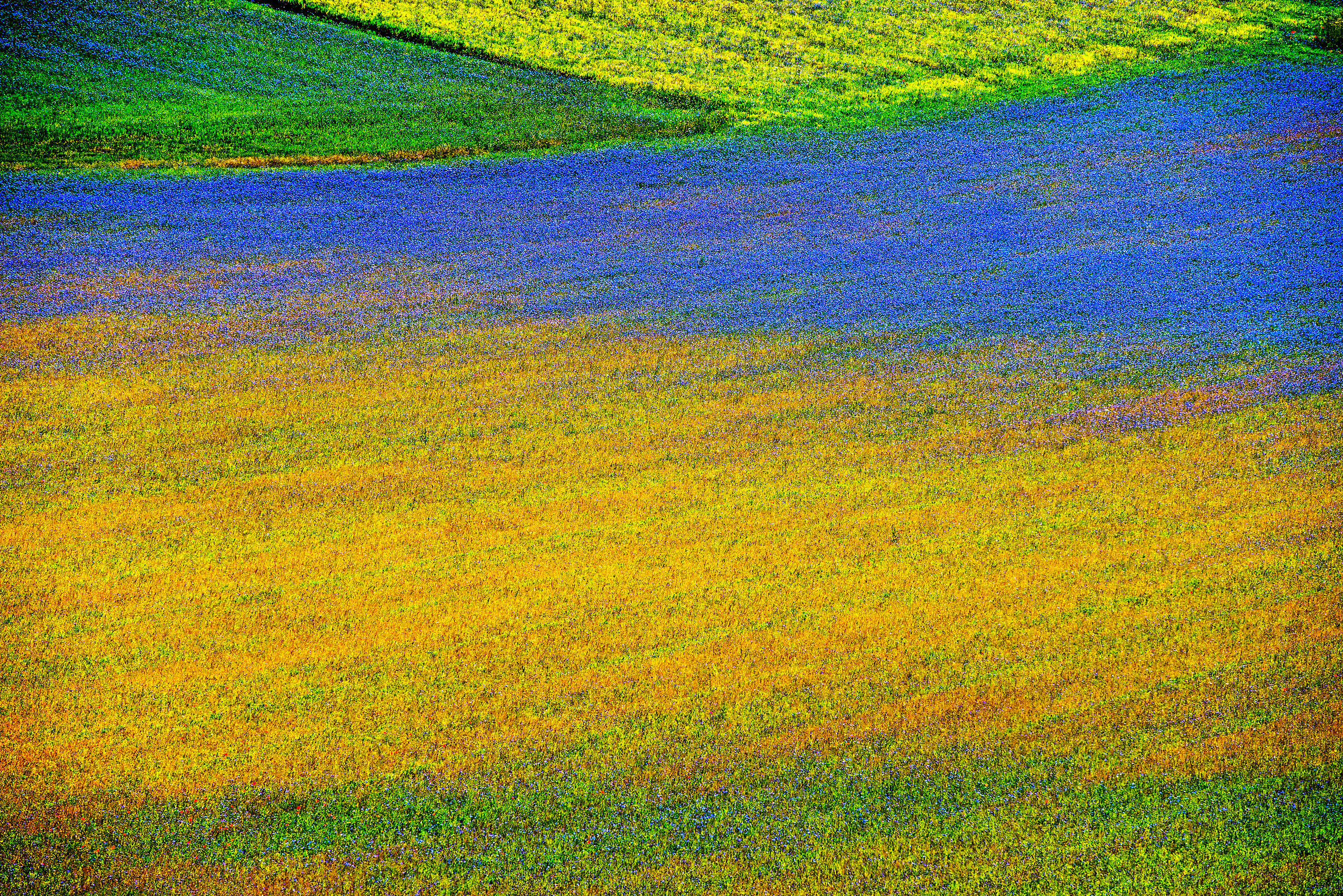colored shades.