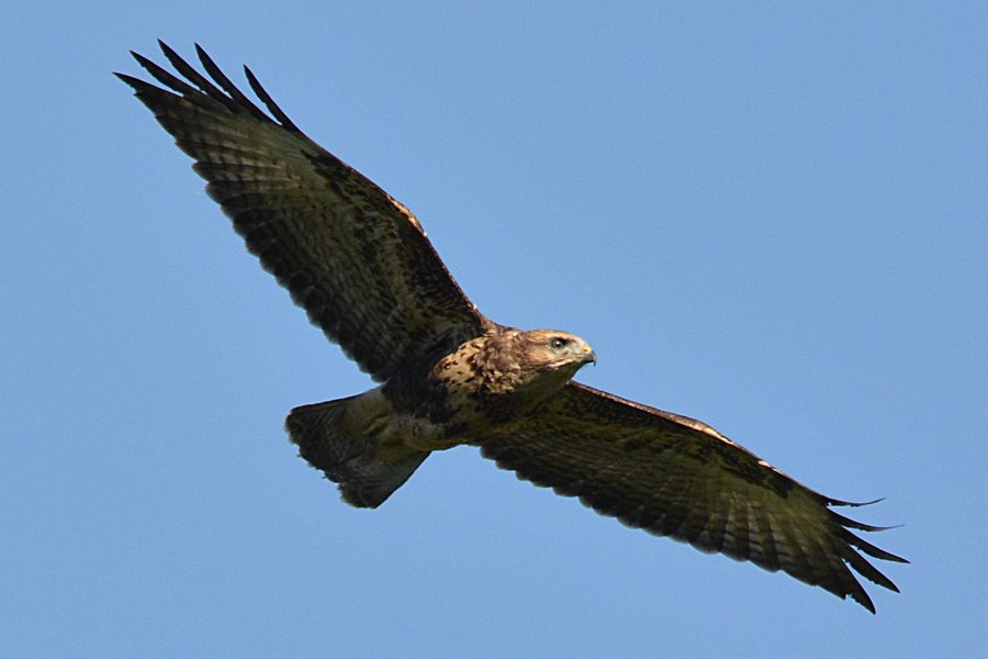 buzzard