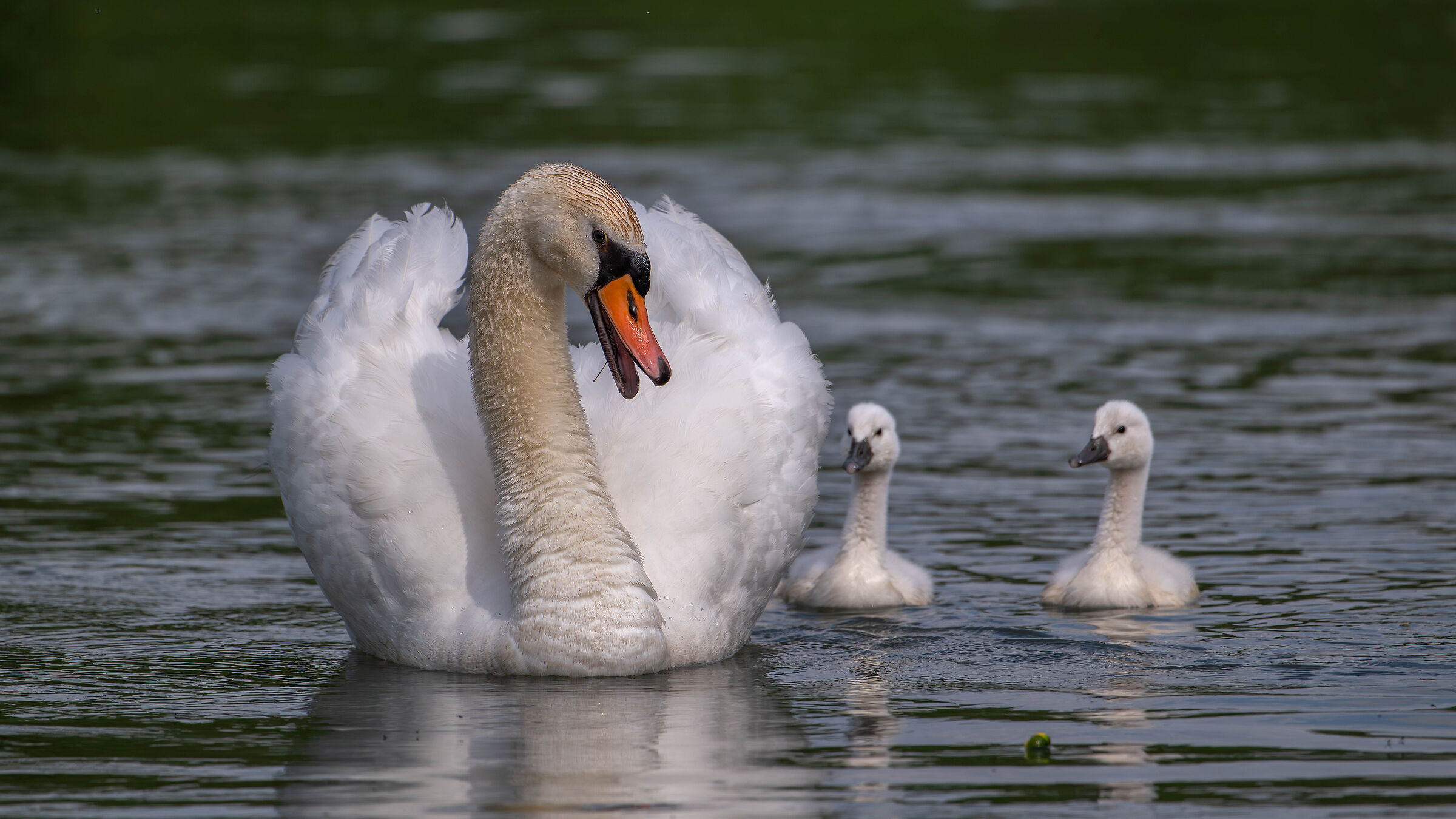 Swan